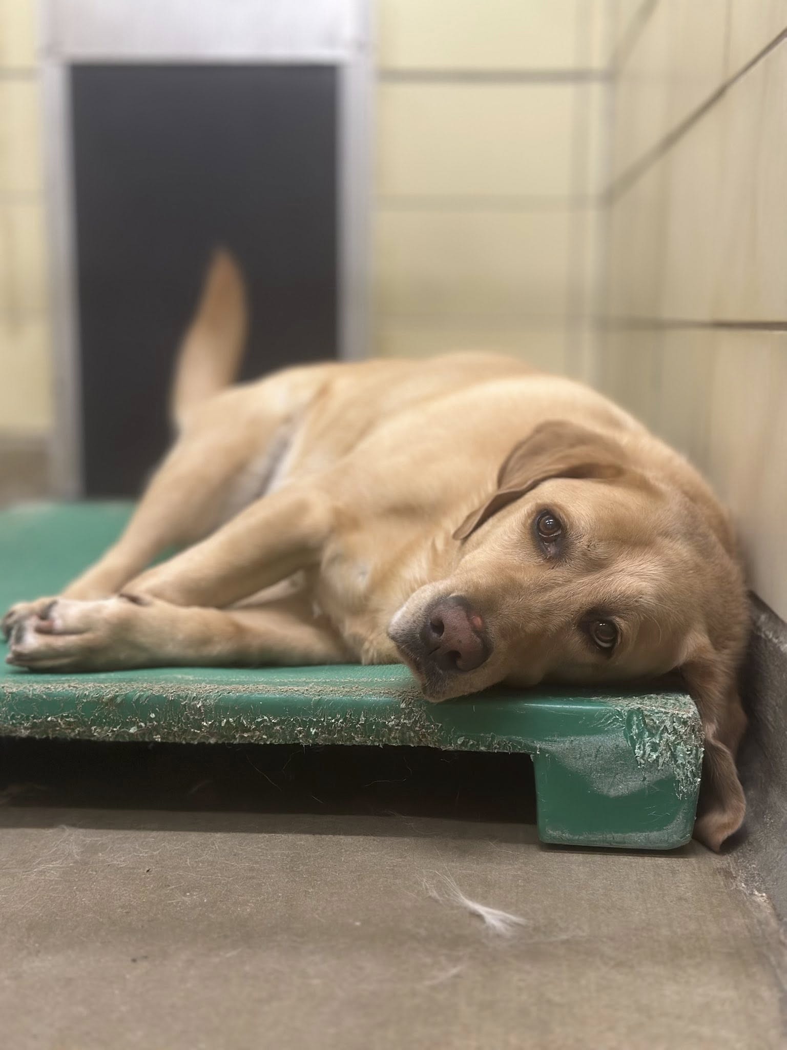 Hickory Kennels Forest Hill