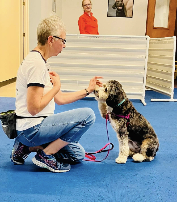 Polite Pooches Positive Dog Training Forest Hill