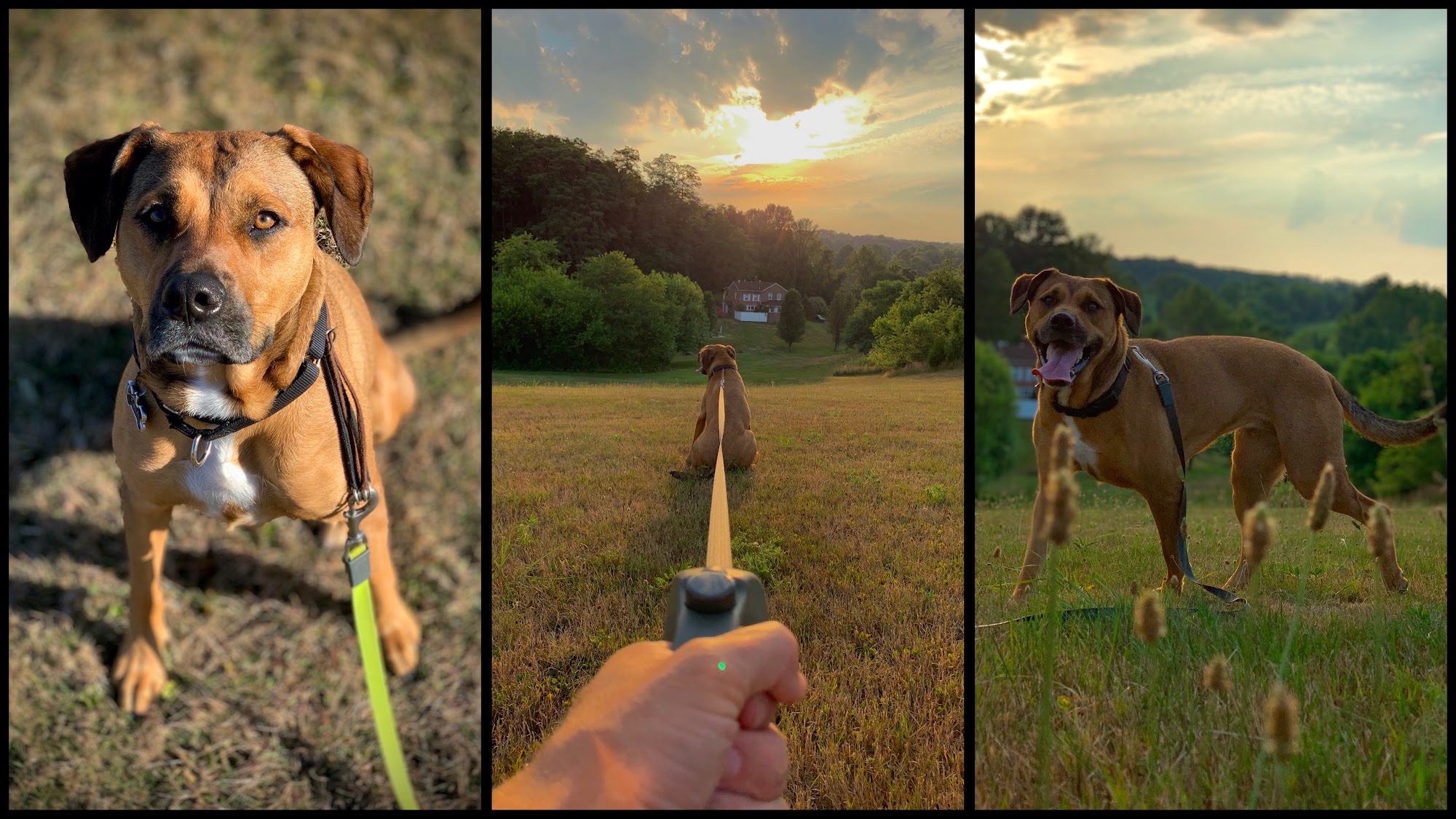 Barton Manor Kennels Forest Hill