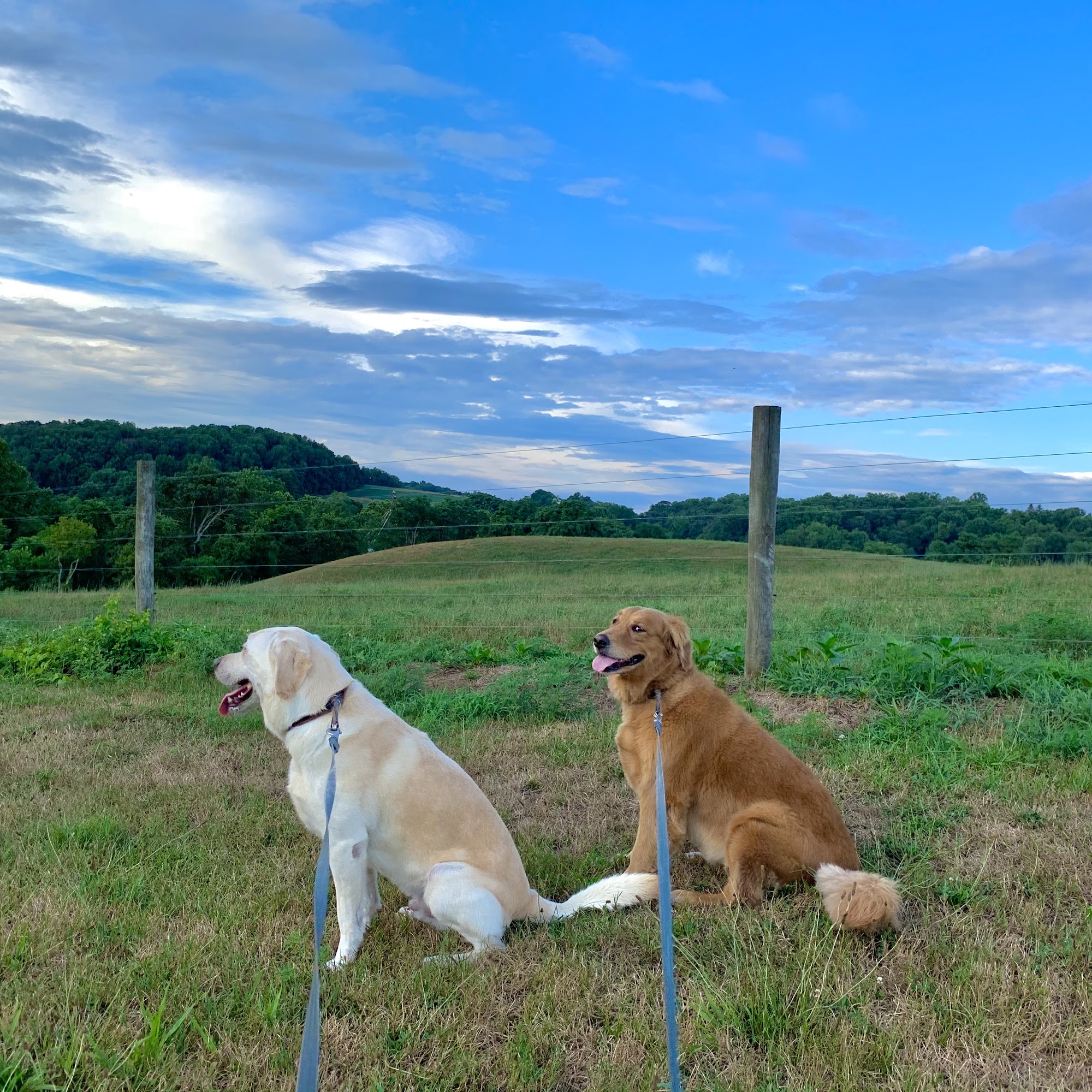 Barton Manor Kennels Forest Hill