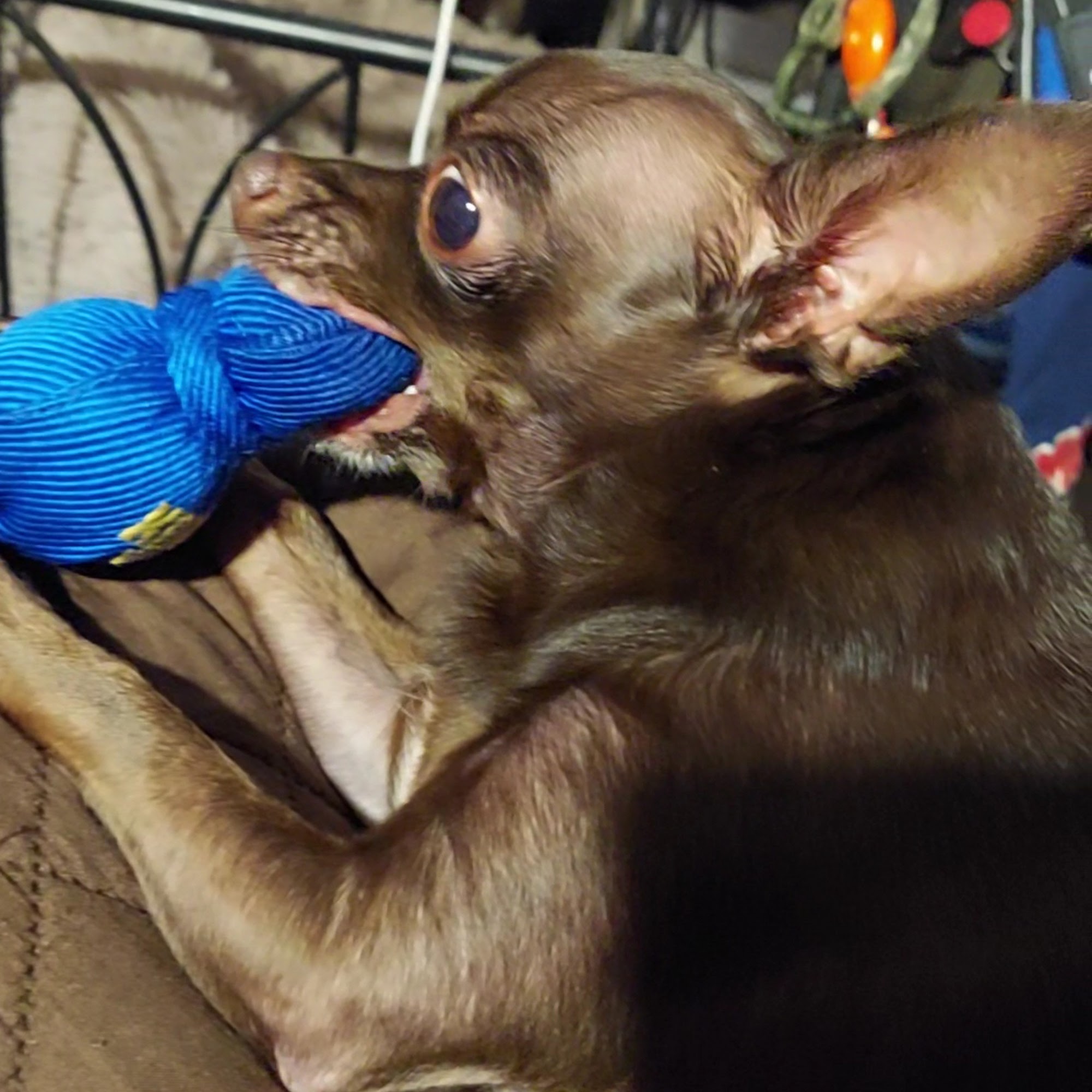 Forestville Veterinary And Bird Hospital Forestville