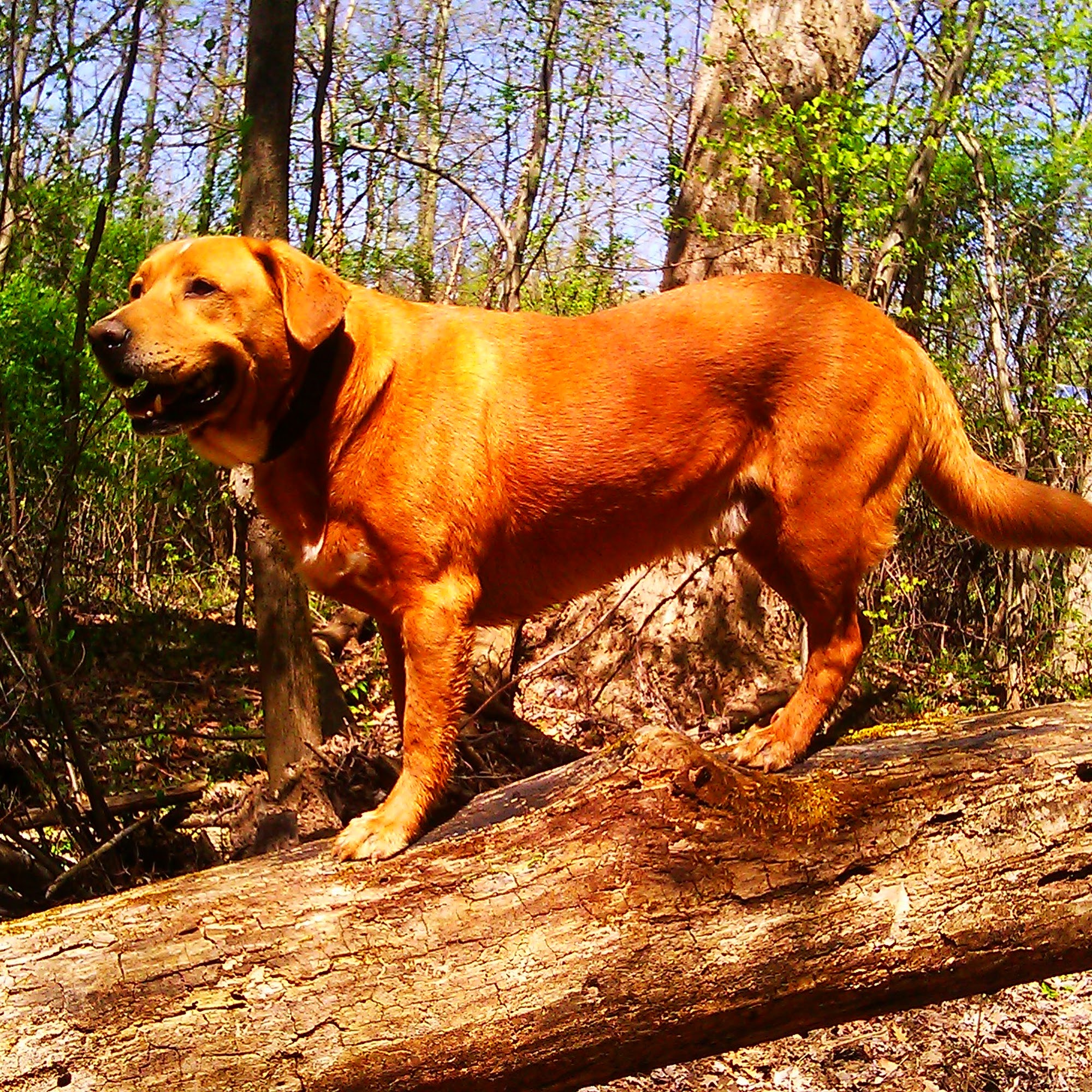 Paws and Claws Pet Care Fort Washington