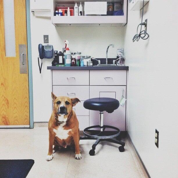 Frederick Veterinary Center Frederick