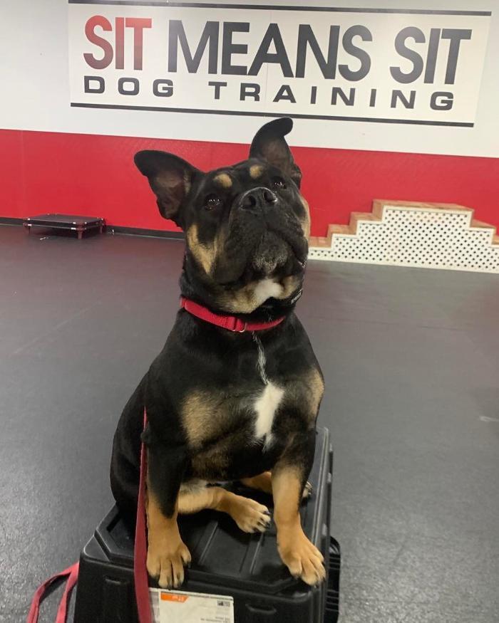 Sit Means Sit - Frederick, Rockville & Potomac MD Frederick