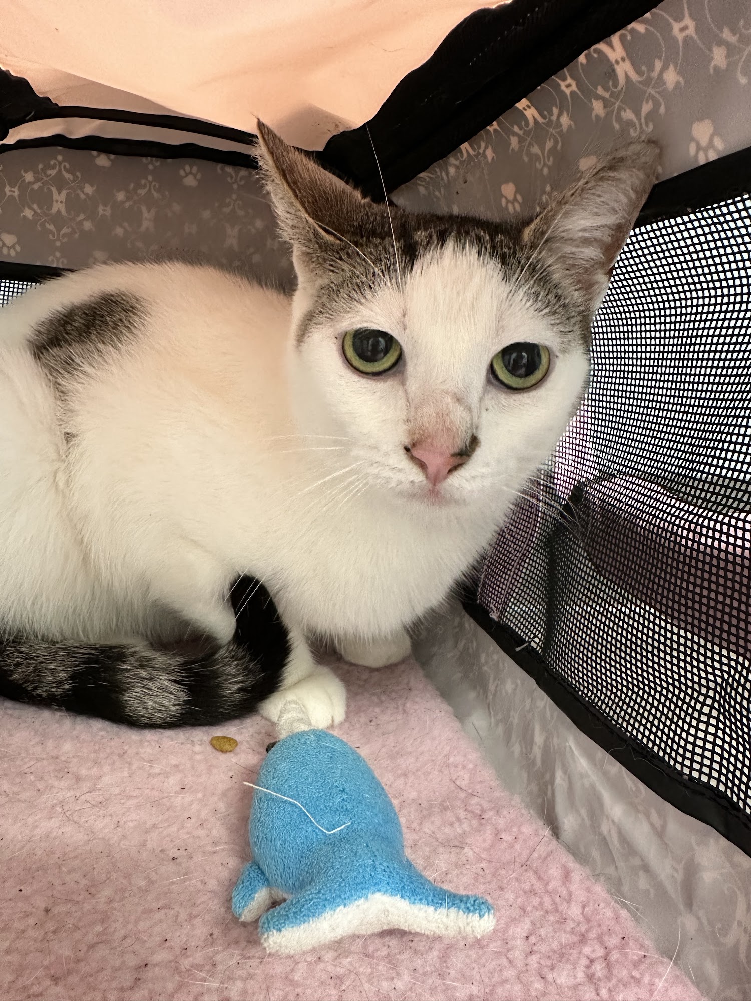 VetUrgency Frederick