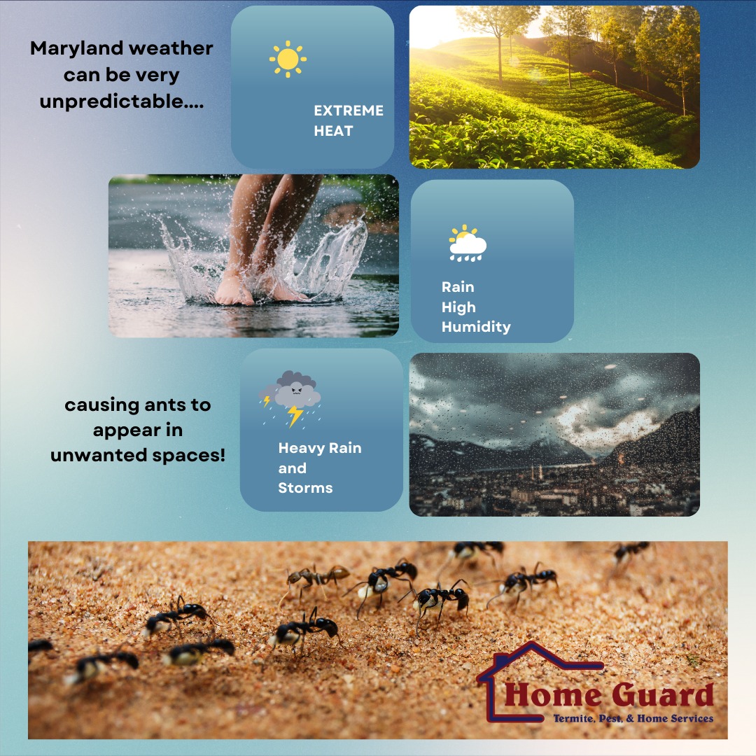 Home Guard Termite, Pest, and Home Services