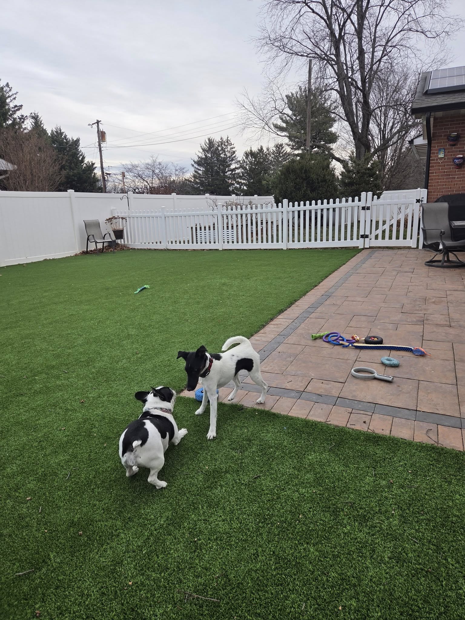 Sarah's Dog Haven Frederick