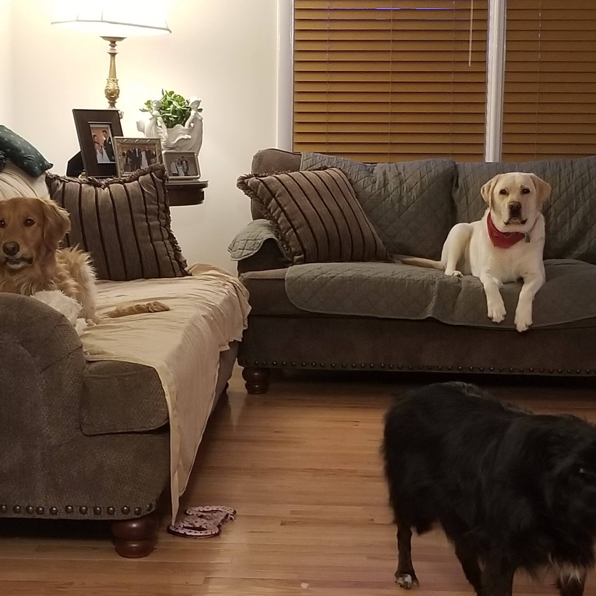 Sarah's Dog Haven Frederick