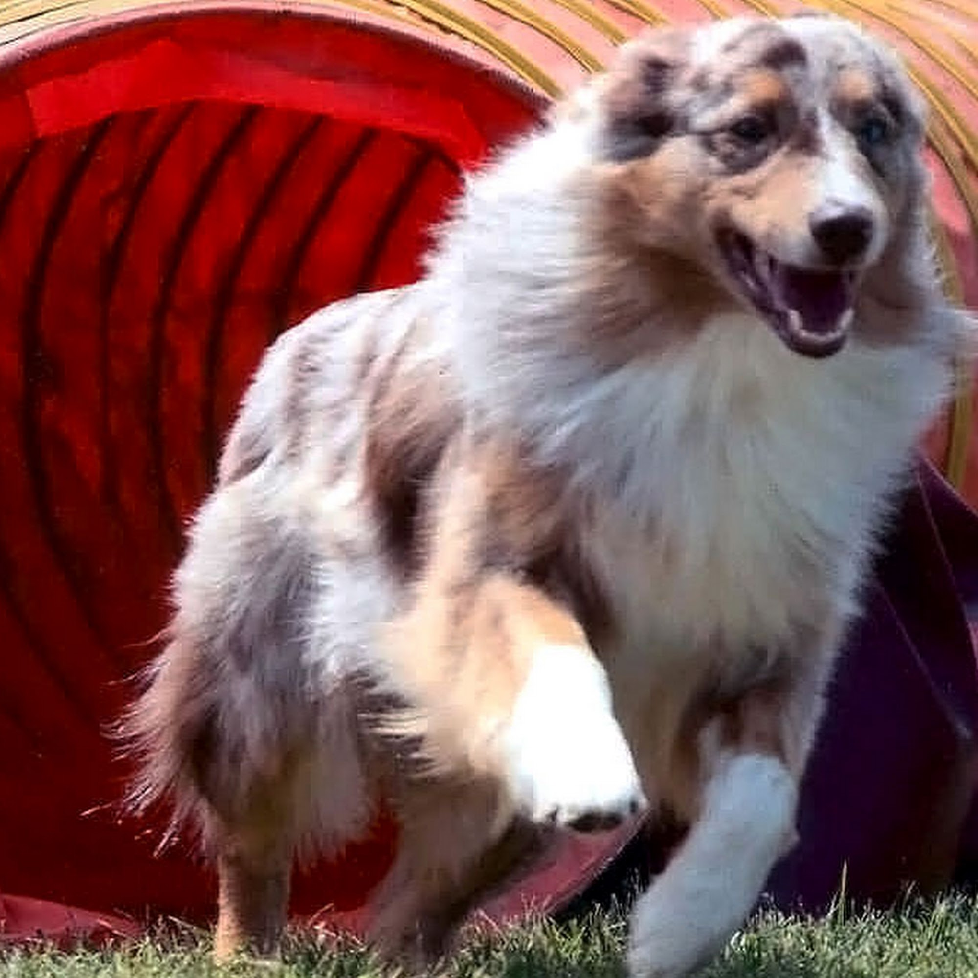 Breakaway Action Dogs, Inc. 900 E Patrick St, Frederick Maryland 21701