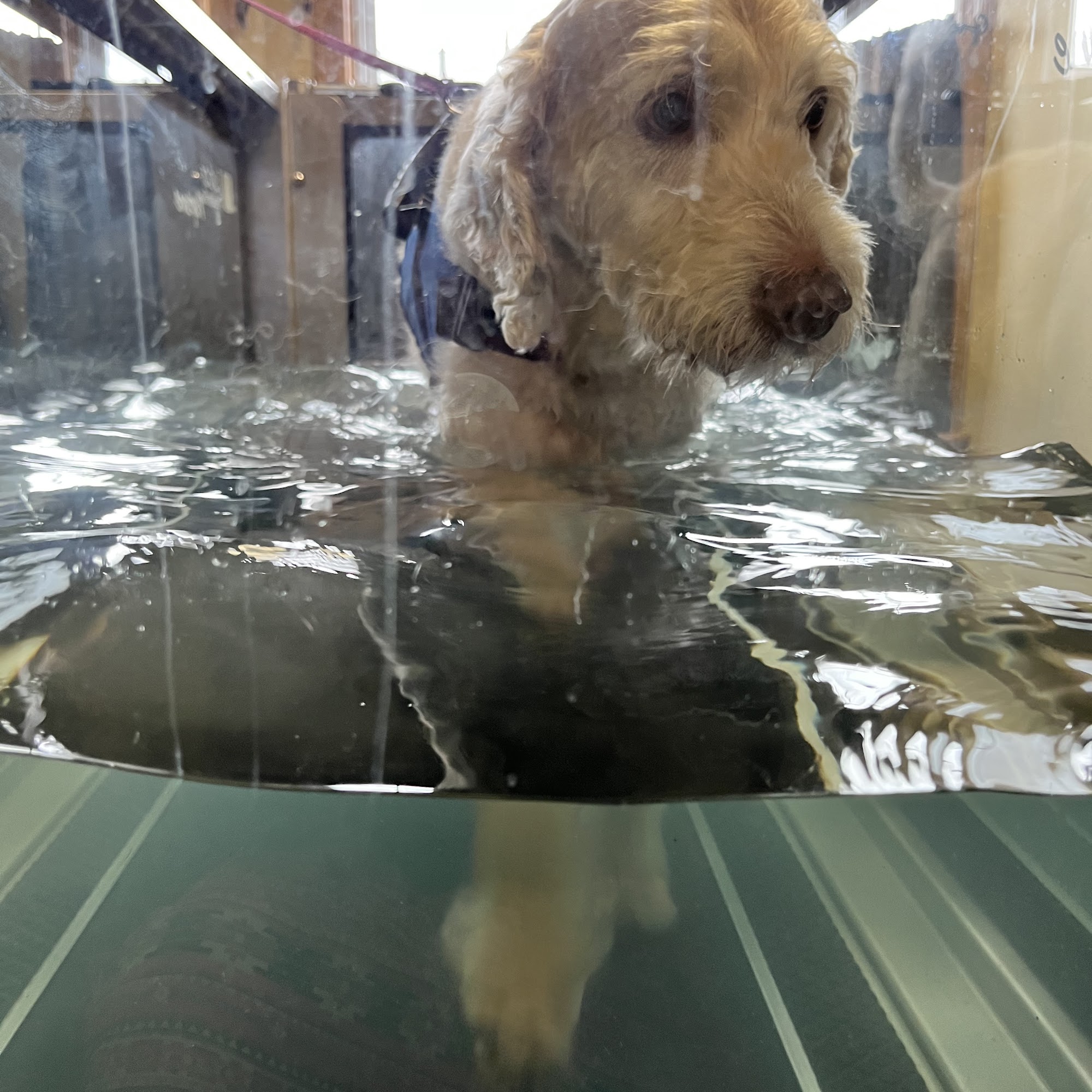 Animal Rehab & Pain Center Funkstown