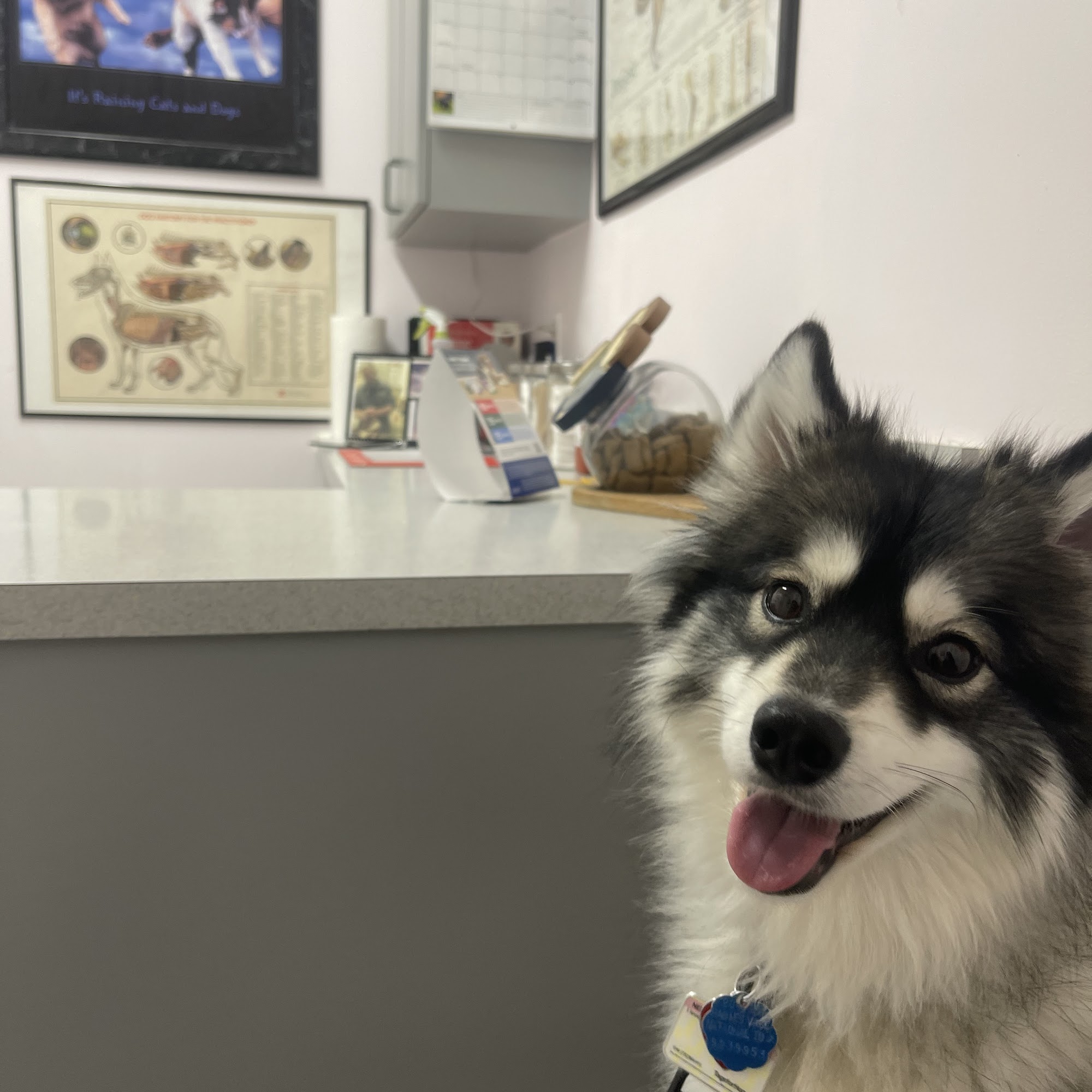 Grove Center Veterinary Hospital Gaithersburg