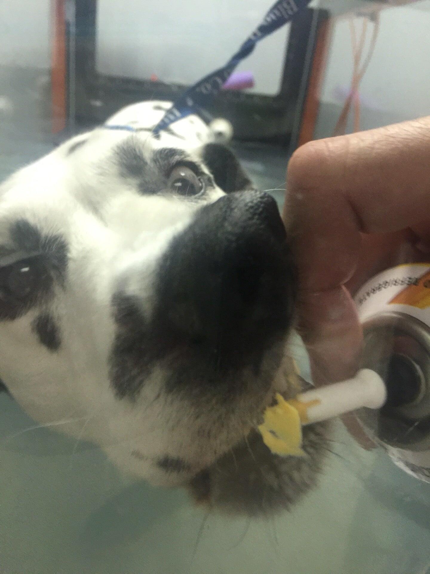 Kentlands Veterinary Hospital Gaithersburg