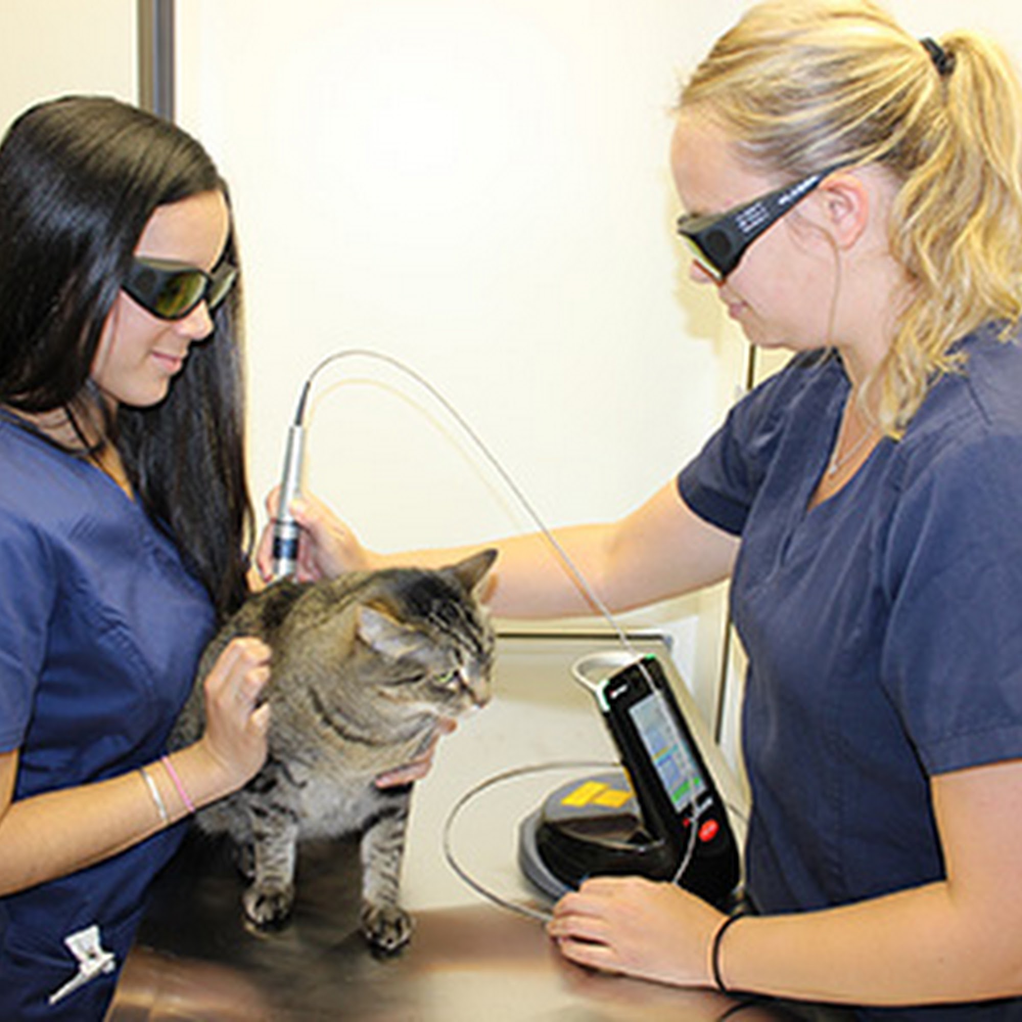 Kentlands Veterinary Hospital Gaithersburg