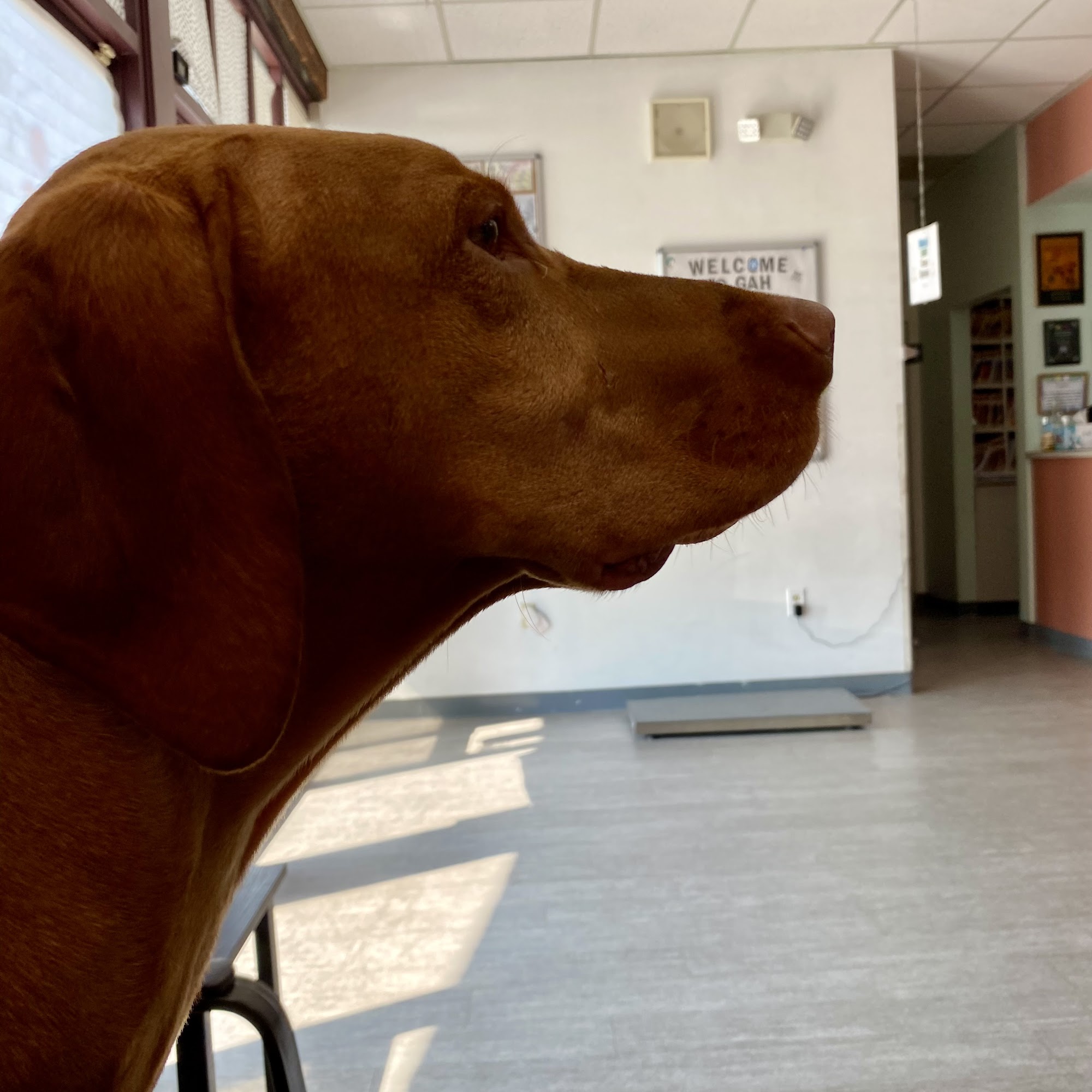 Gaithersburg Animal Hospital Gaithersburg