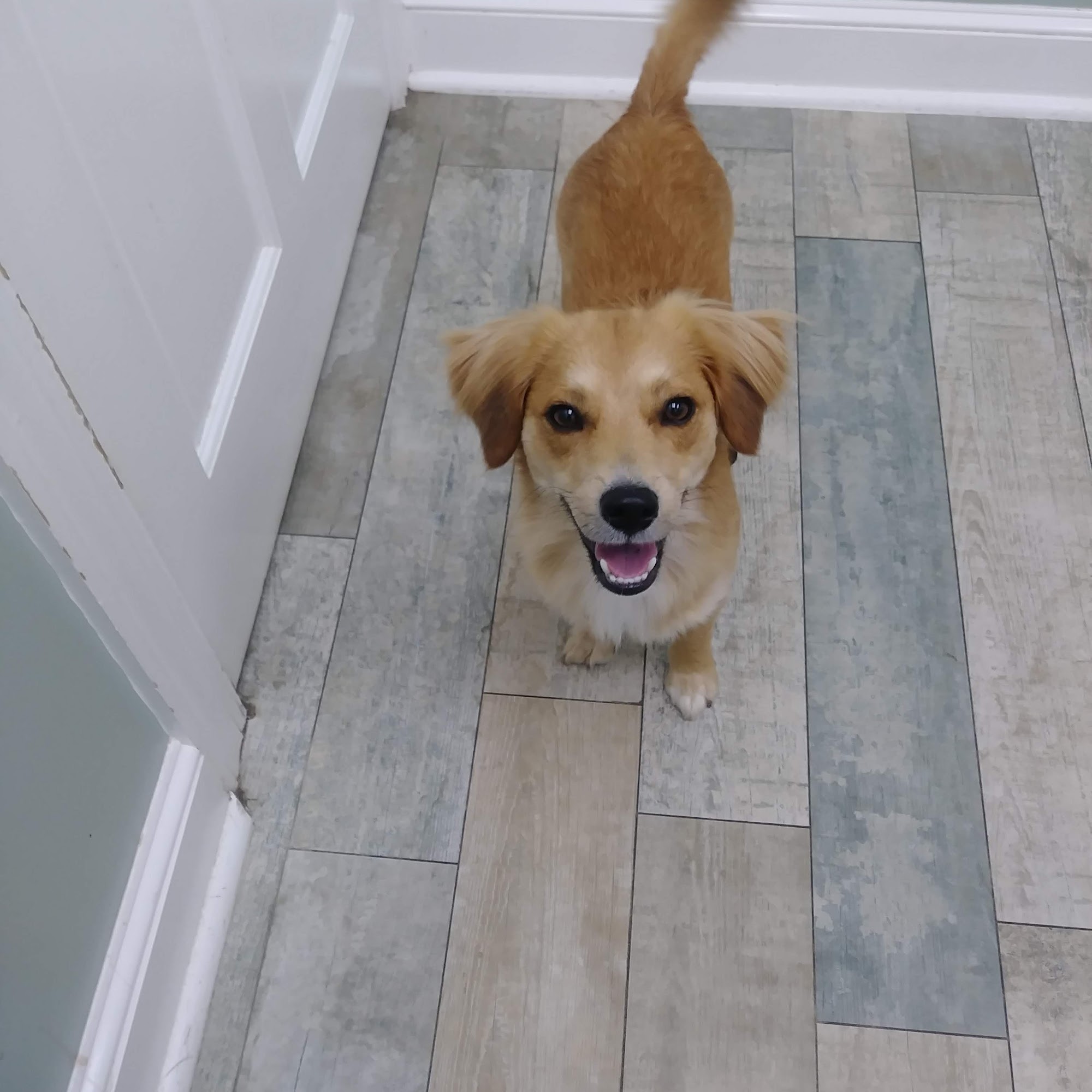 Quince Orchard Veterinary Hospital Gaithersburg