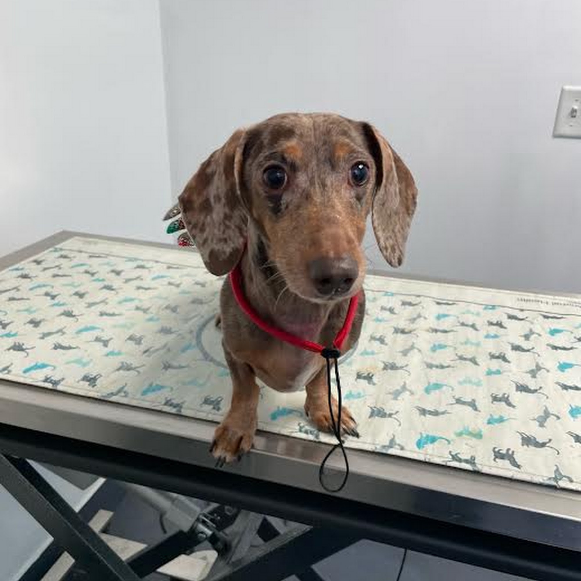 Best Friends' Veterinary Hospital Gaithersburg