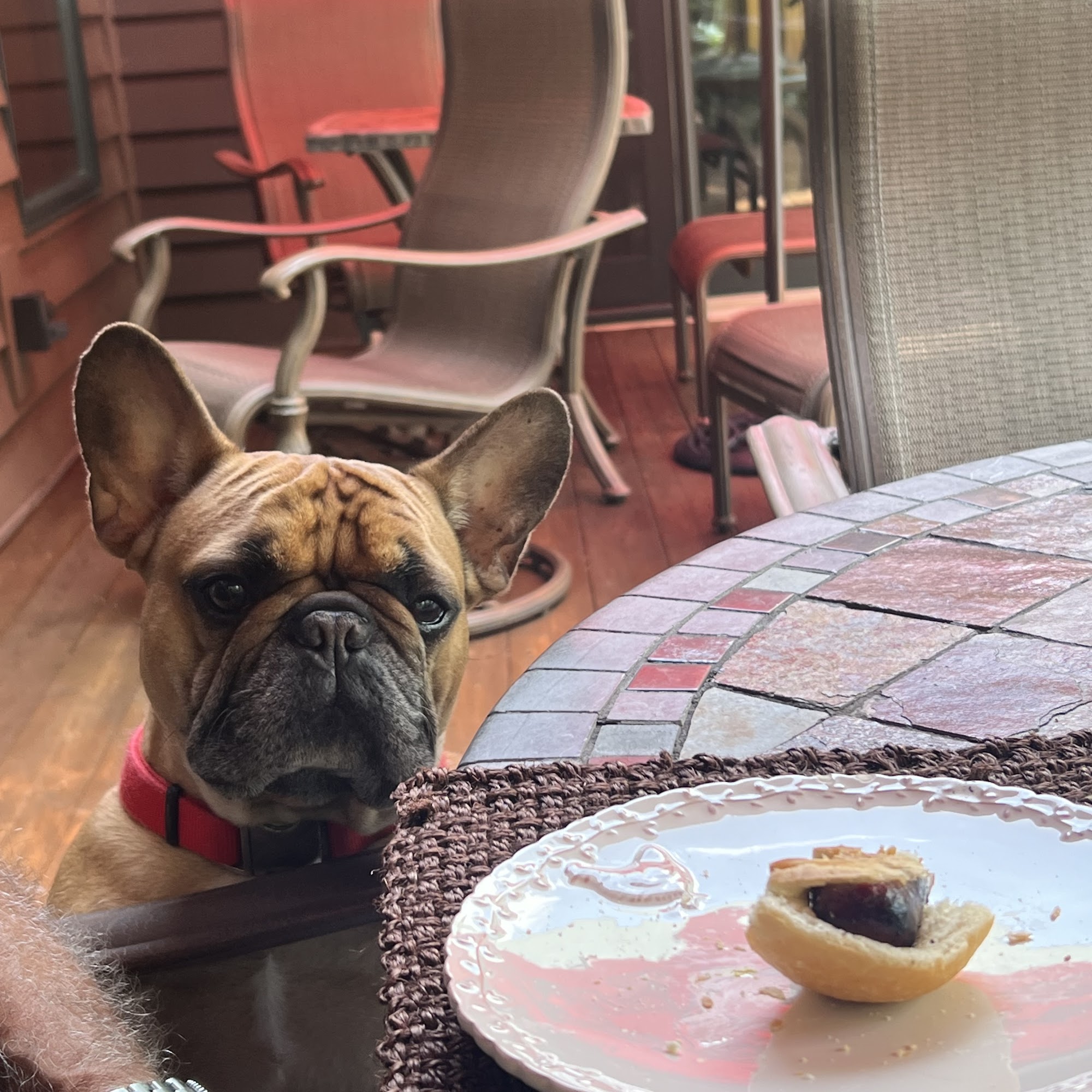 Animal Eye Care Center Gaithersburg