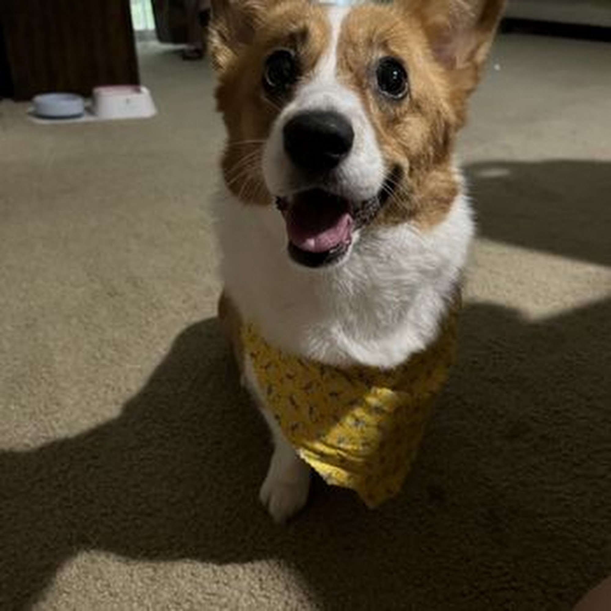 The Groomery Gaithersburg