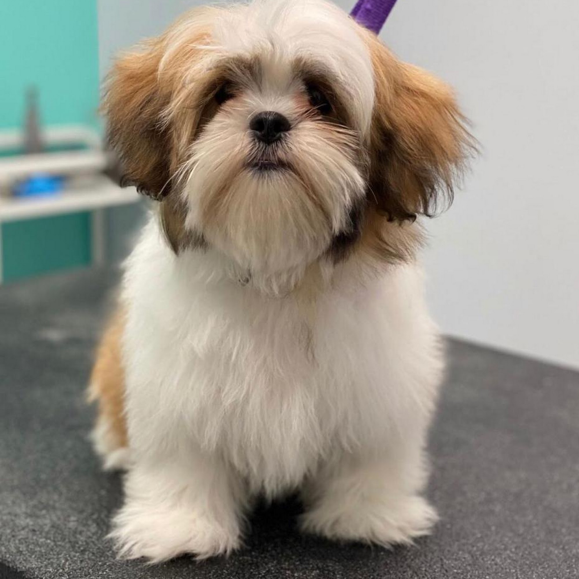 Doggy Spaw Gaithersburg