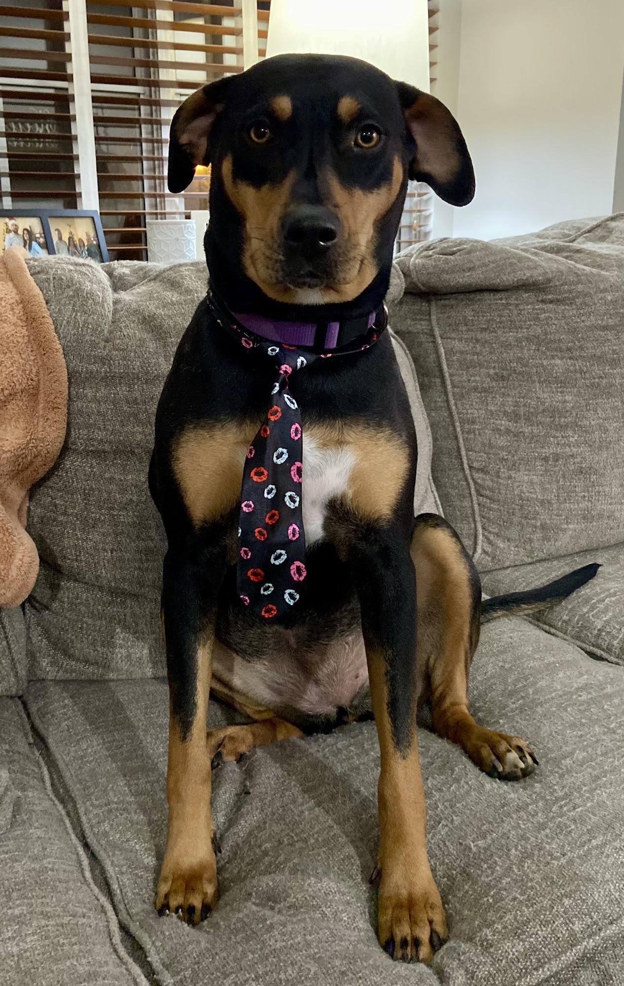 The pawfectionist Gaithersburg