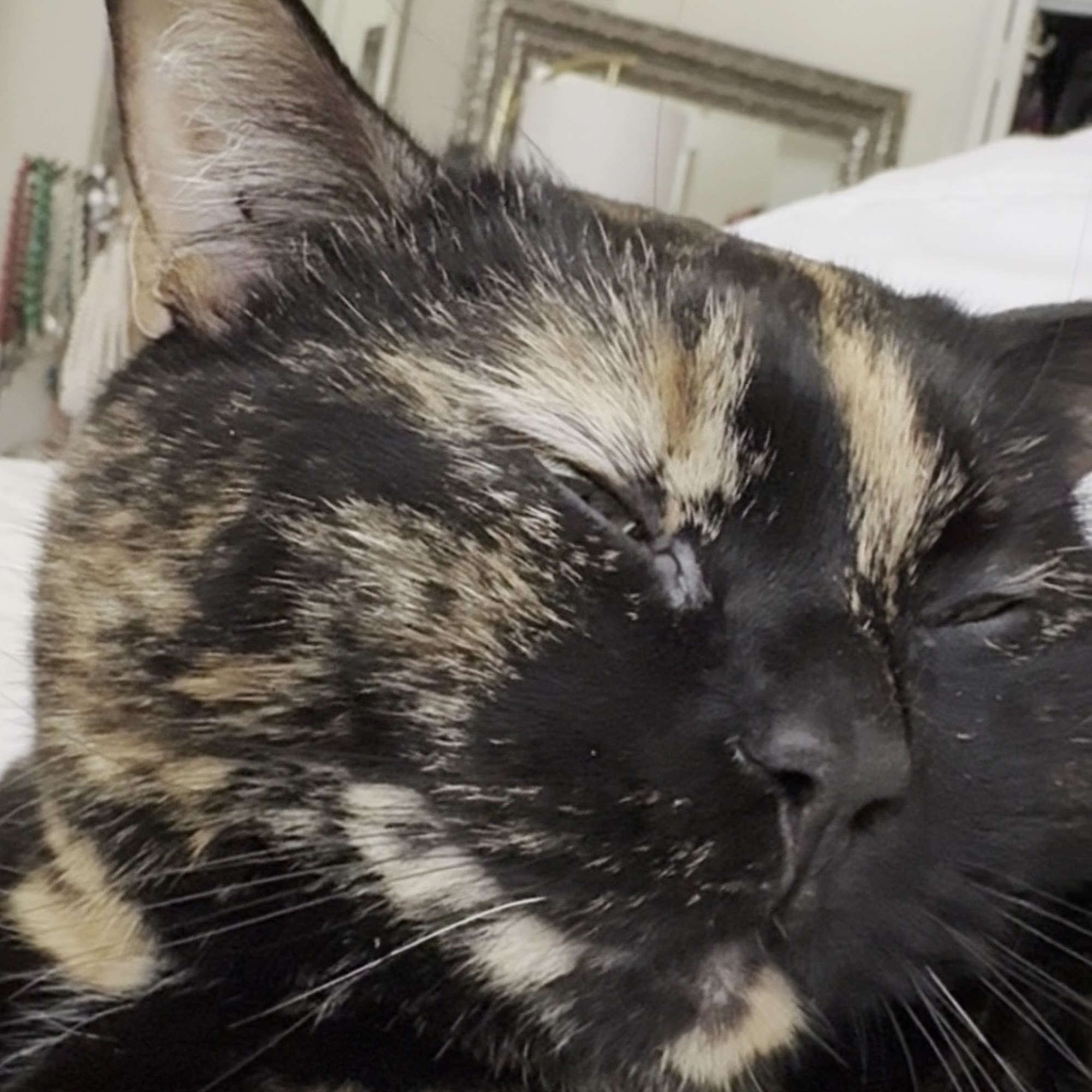 Waugh Chapel Animal Hospital Gambrills