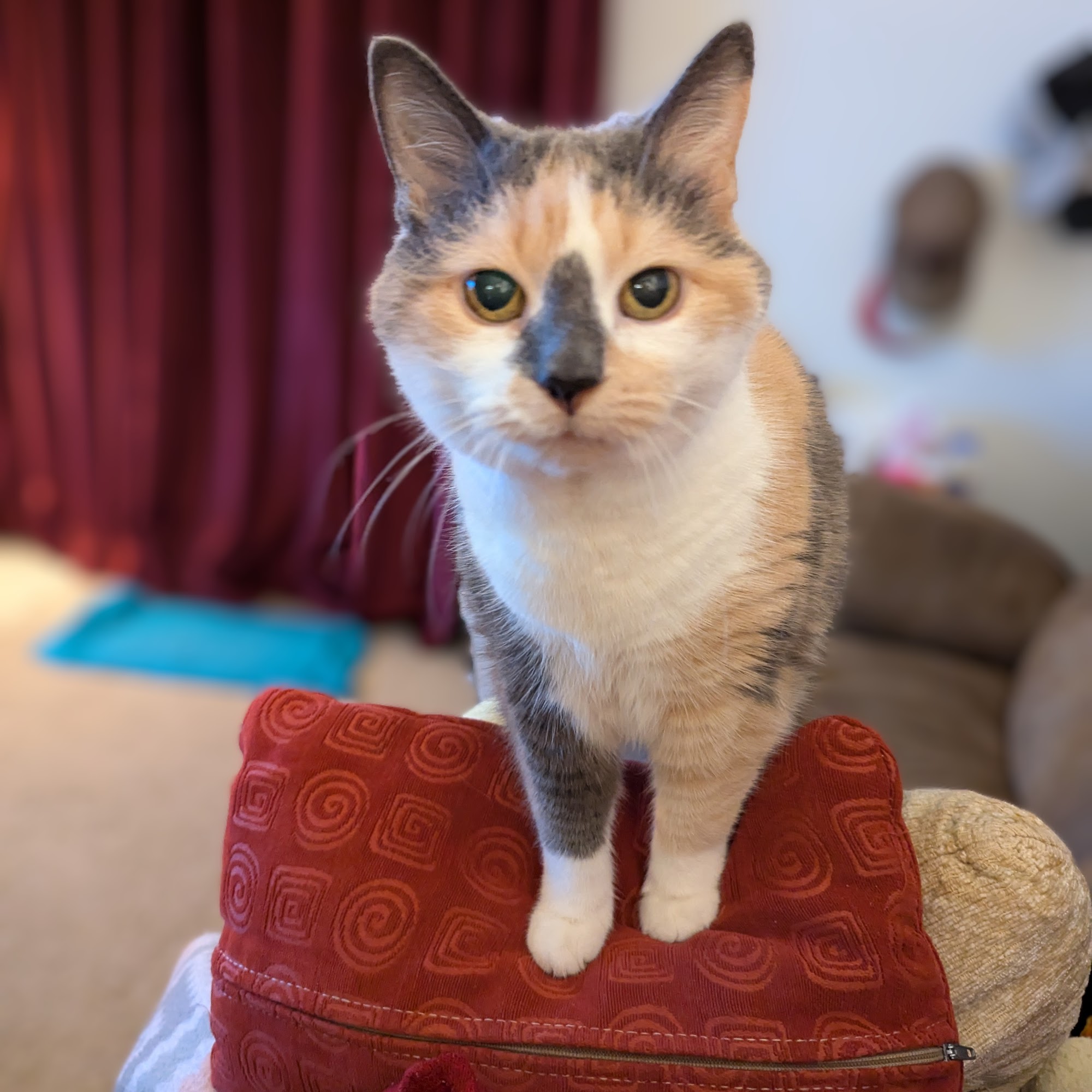 Germantown Veterinary Clinic Germantown