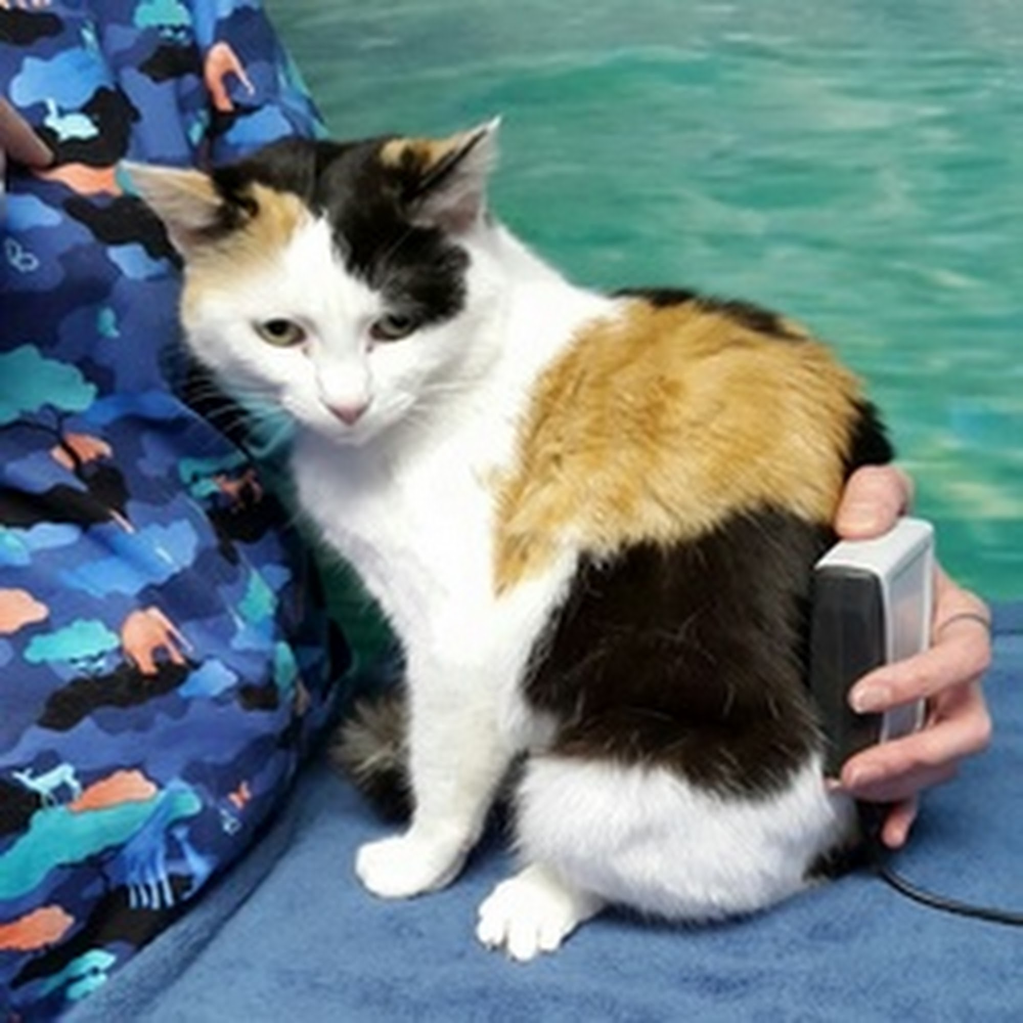 Holistic Veterinary Healing Germantown