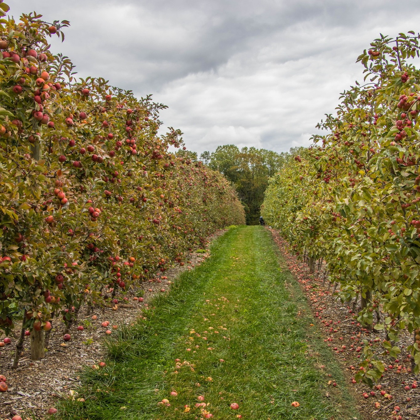 Doc Waters Cidery Germantown