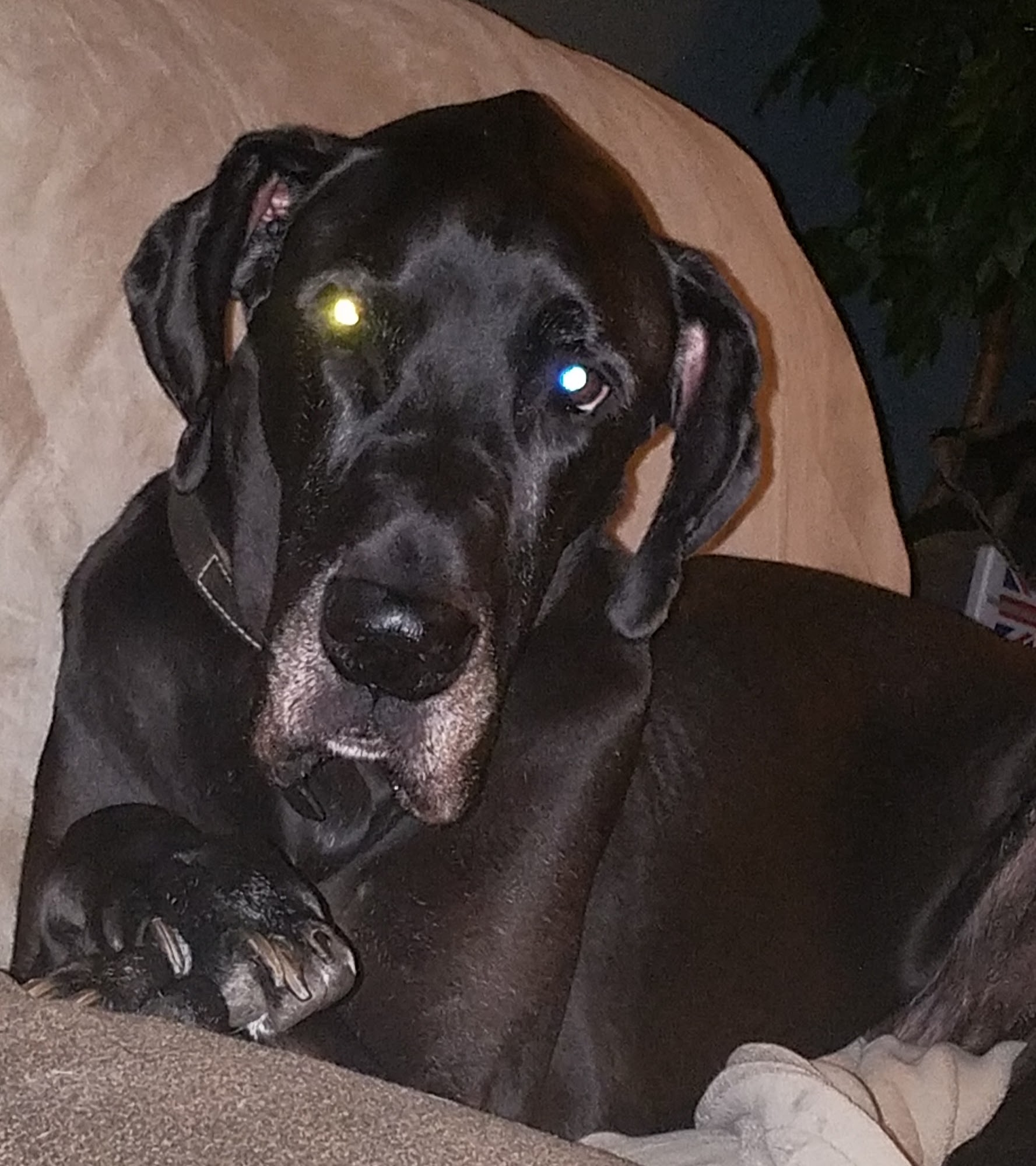 Pet Treats Pet Care Germantown