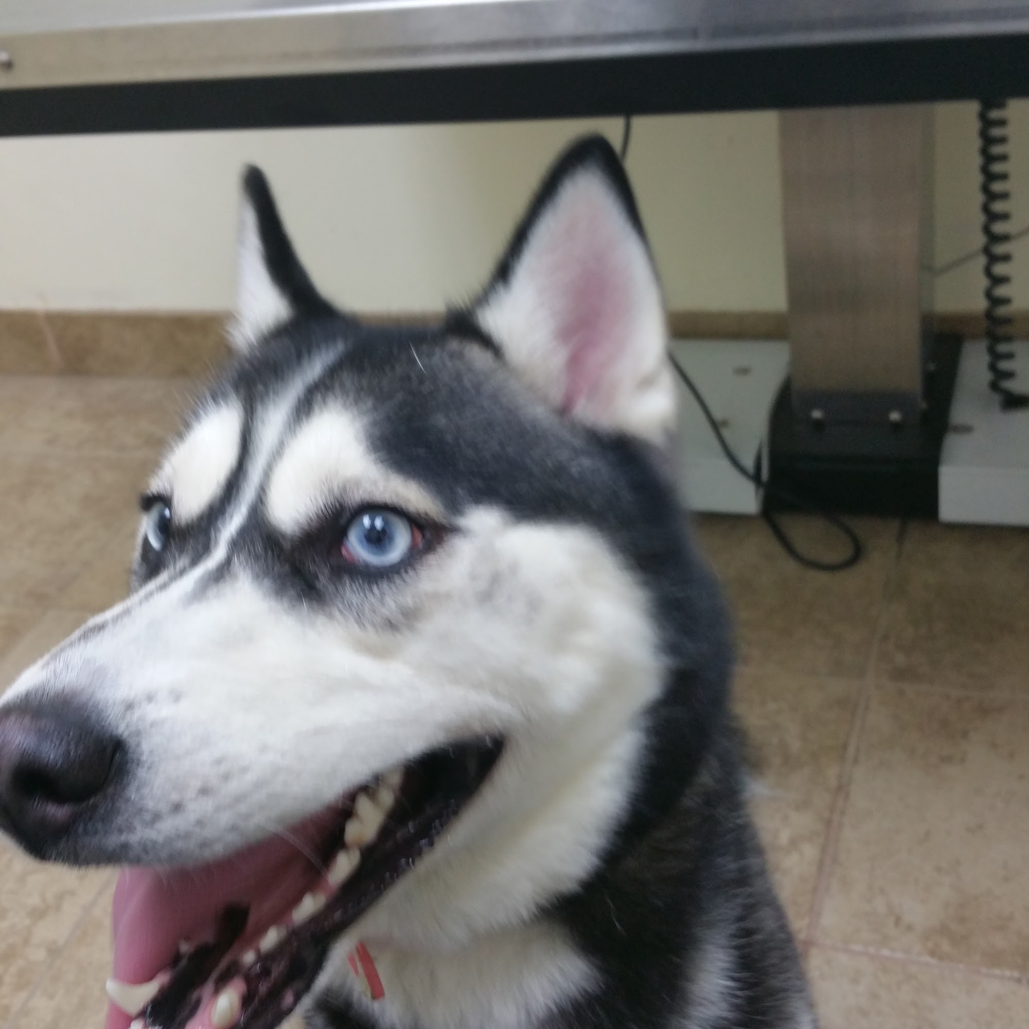 Glen Burnie Animal Hospital Glen Burnie