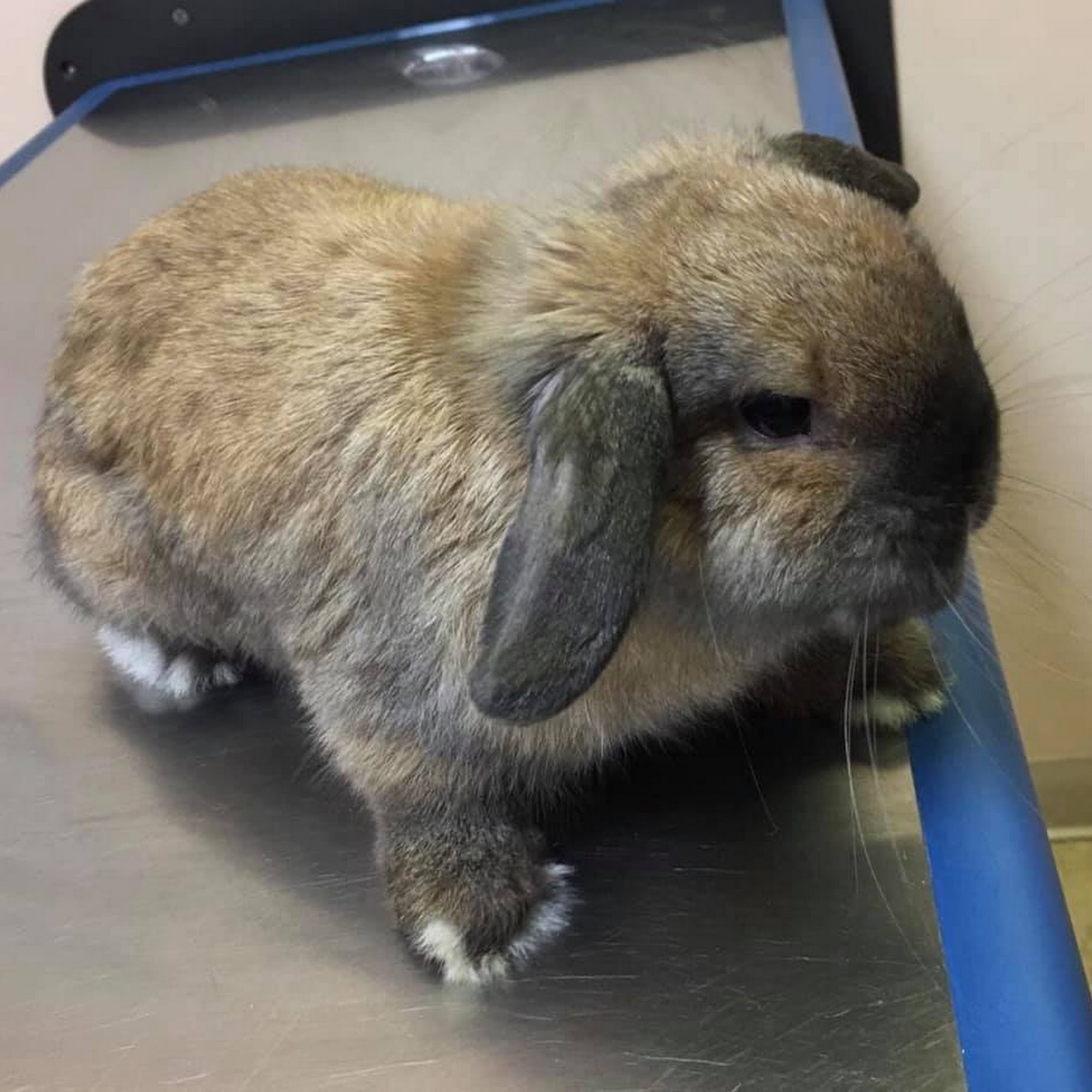 Croydon Pet Hospital Glen Burnie