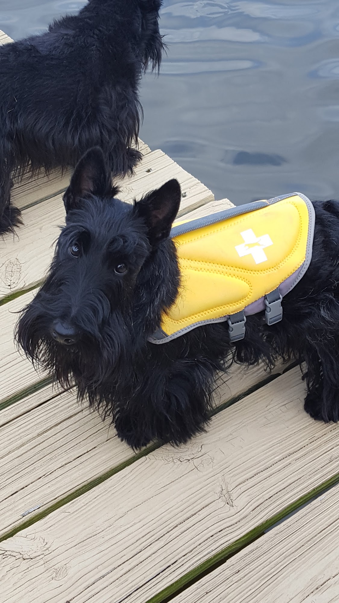 Aimee's Bark Ave Mobile Grooming Glen Burnie