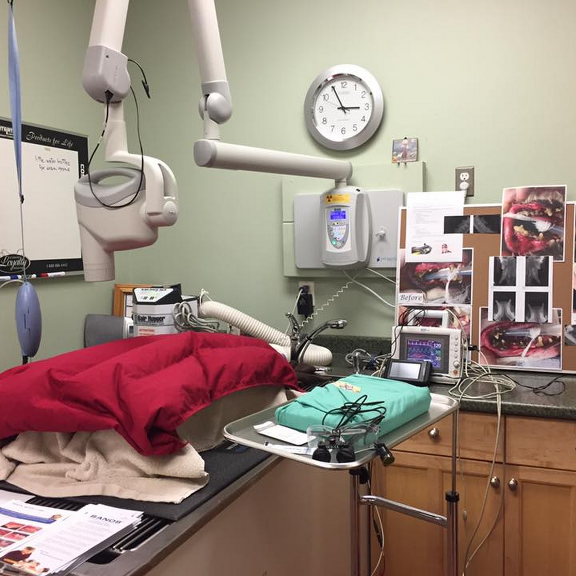 Triadelphia Veterinary Clinic Glenelg