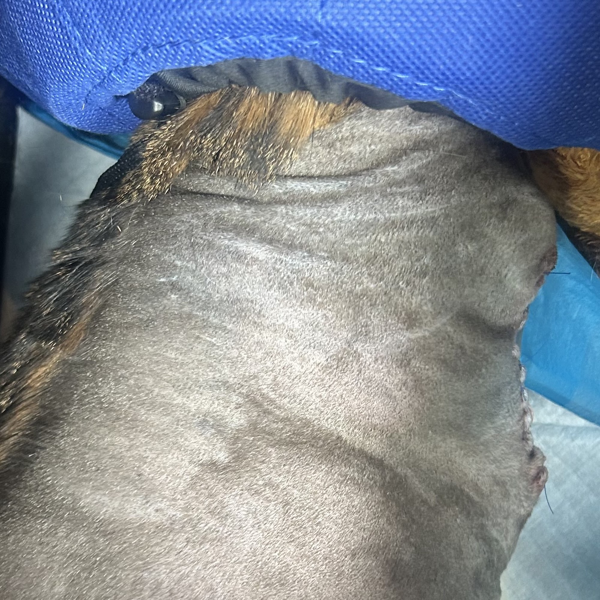 Shore Pet Surgery Grasonville