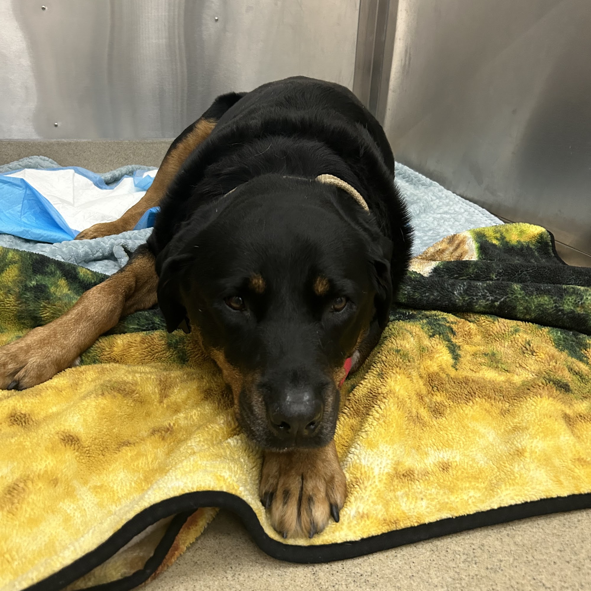 Mountain View Animal Emergency Hagerstown