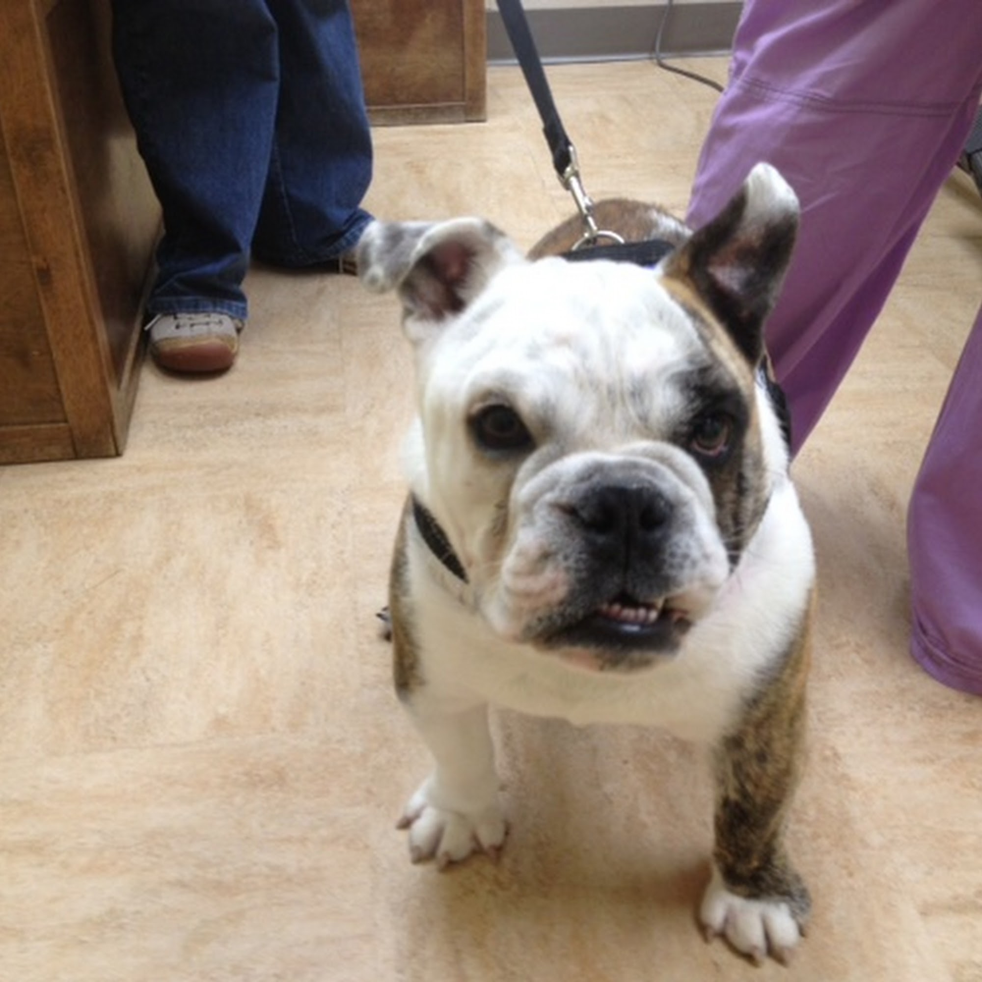 Longmeadow Animal Hospital Hagerstown