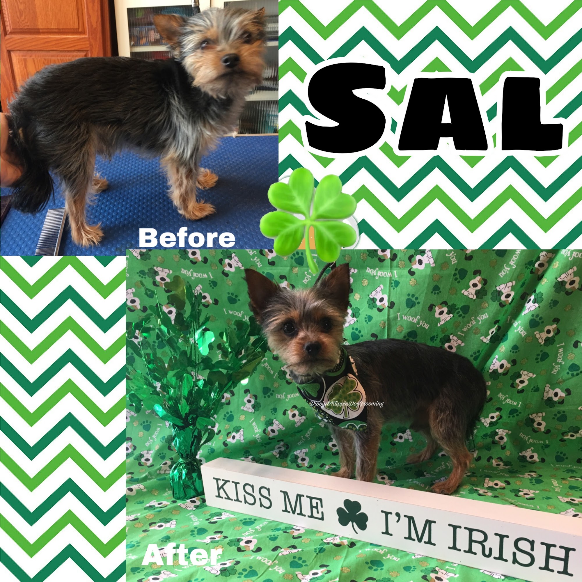 Dippin & Klippin Dog Grooming Hagerstown