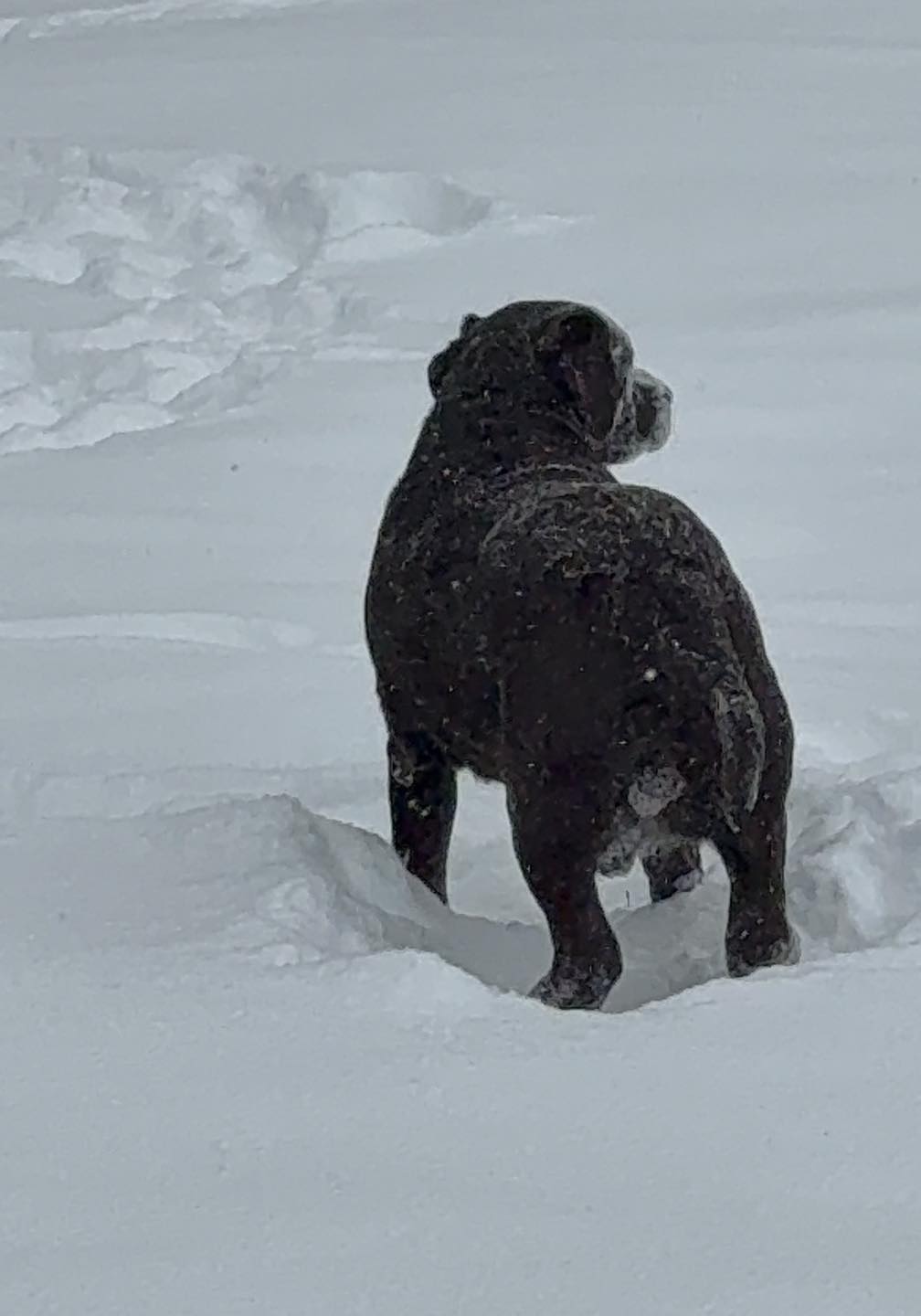 Dippin & Klippin Dog Grooming Hagerstown