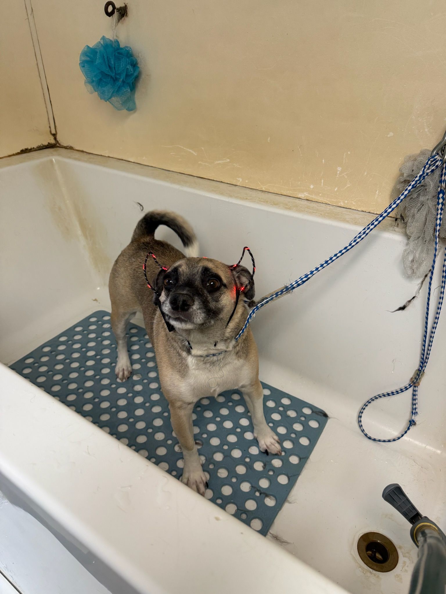 Fairview Pet Kennels inc Hagerstown