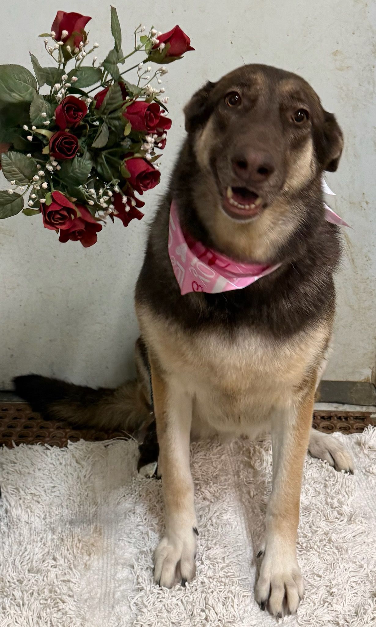 Fairview Pet Kennels inc Hagerstown