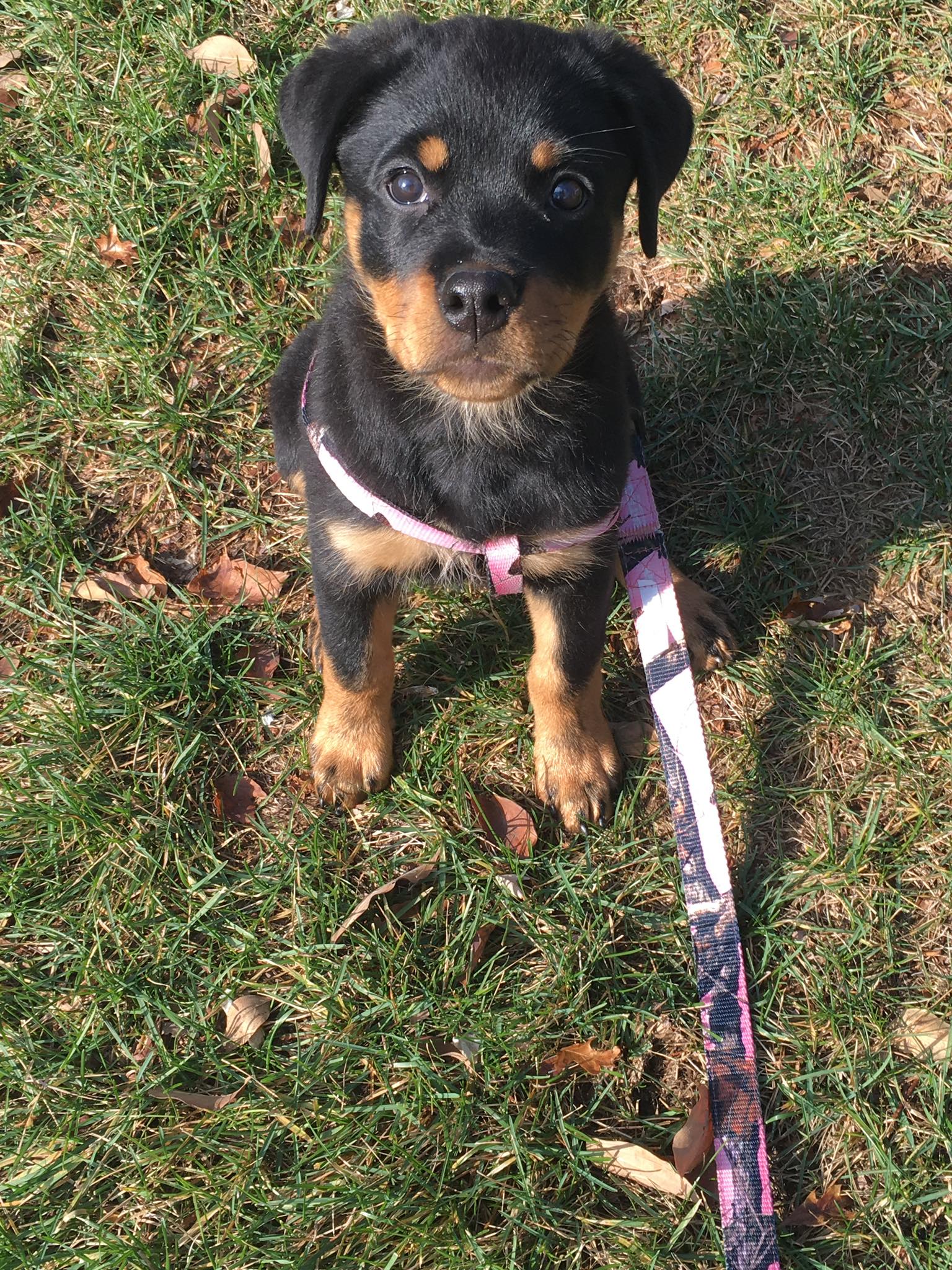 4-Legged Friends Pet Services, LLC Hagerstown