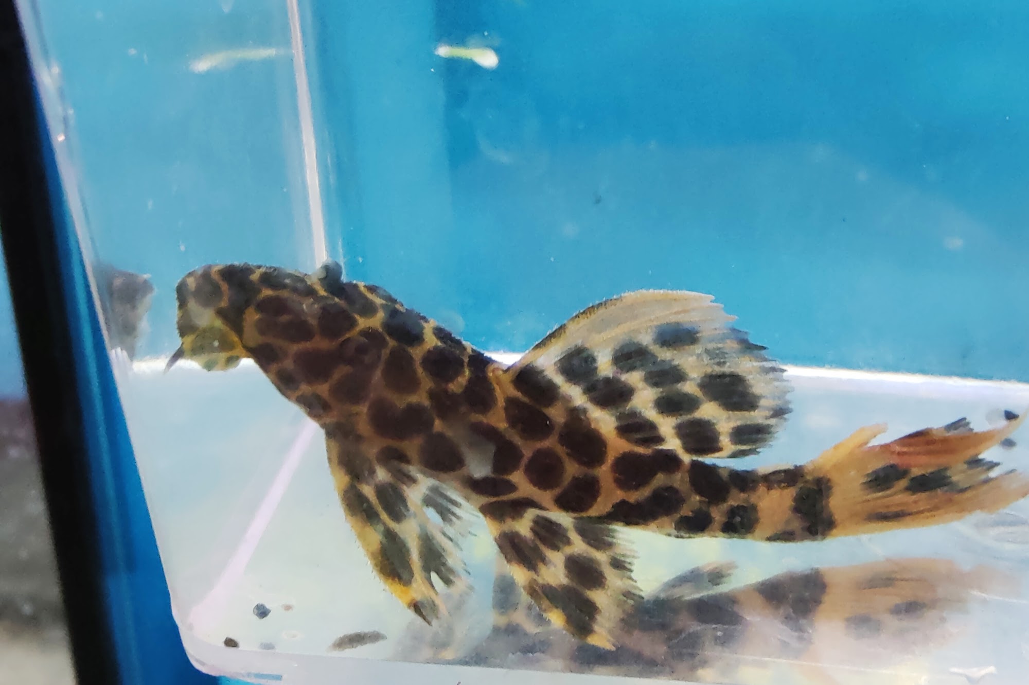 Appalachian Reptiles & Aquatics Hagerstown