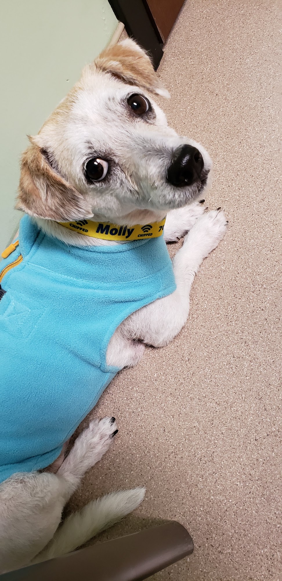 NorthPaws Animal Hospital Hagerstown