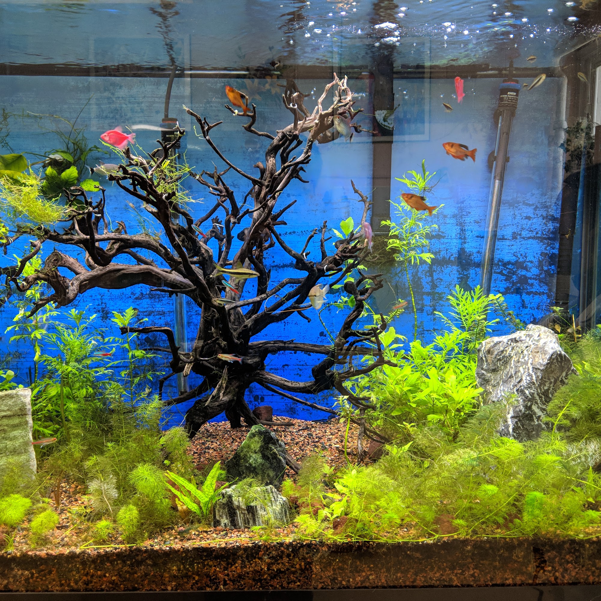 Arbutus Veterinary Hospital Halethorpe