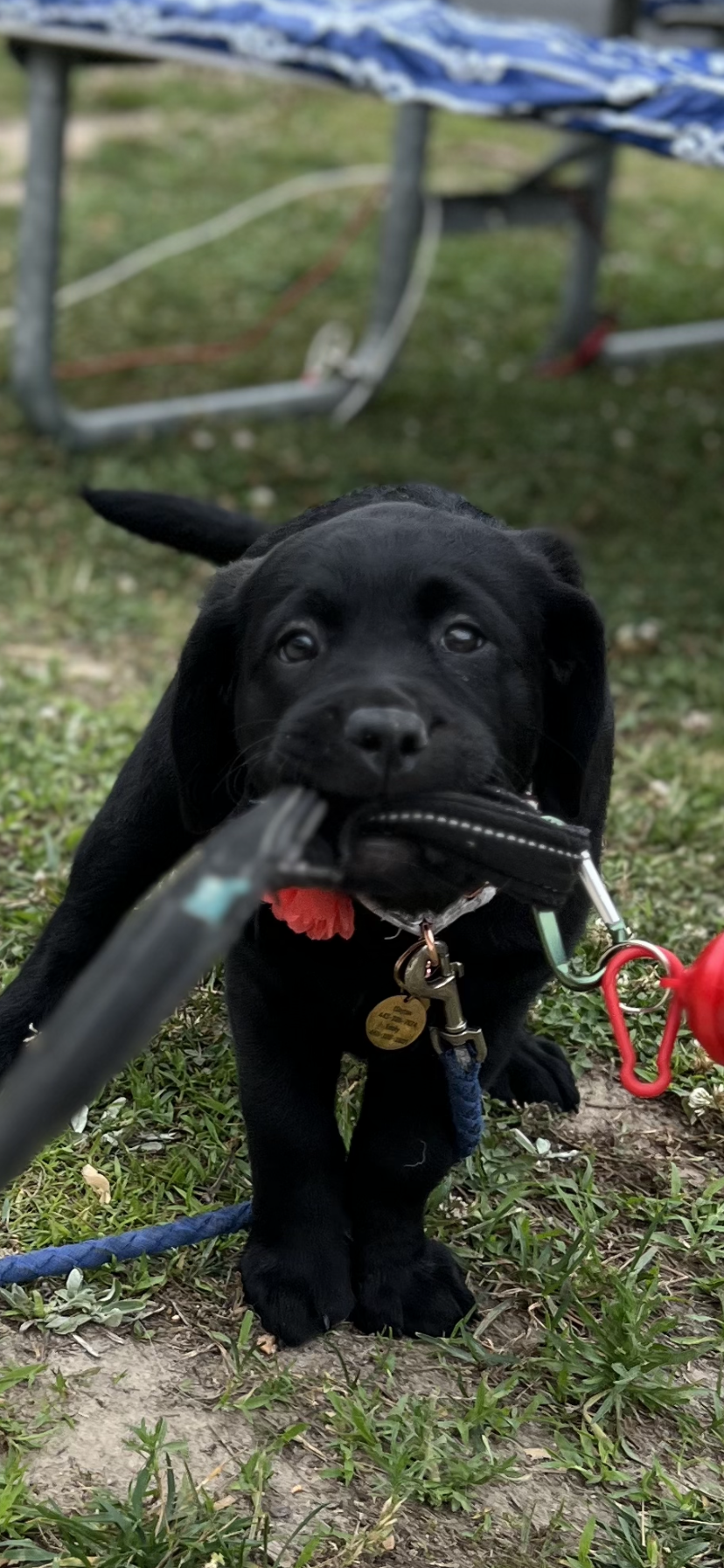 Hampstead Veterinary Center LLC Hampstead