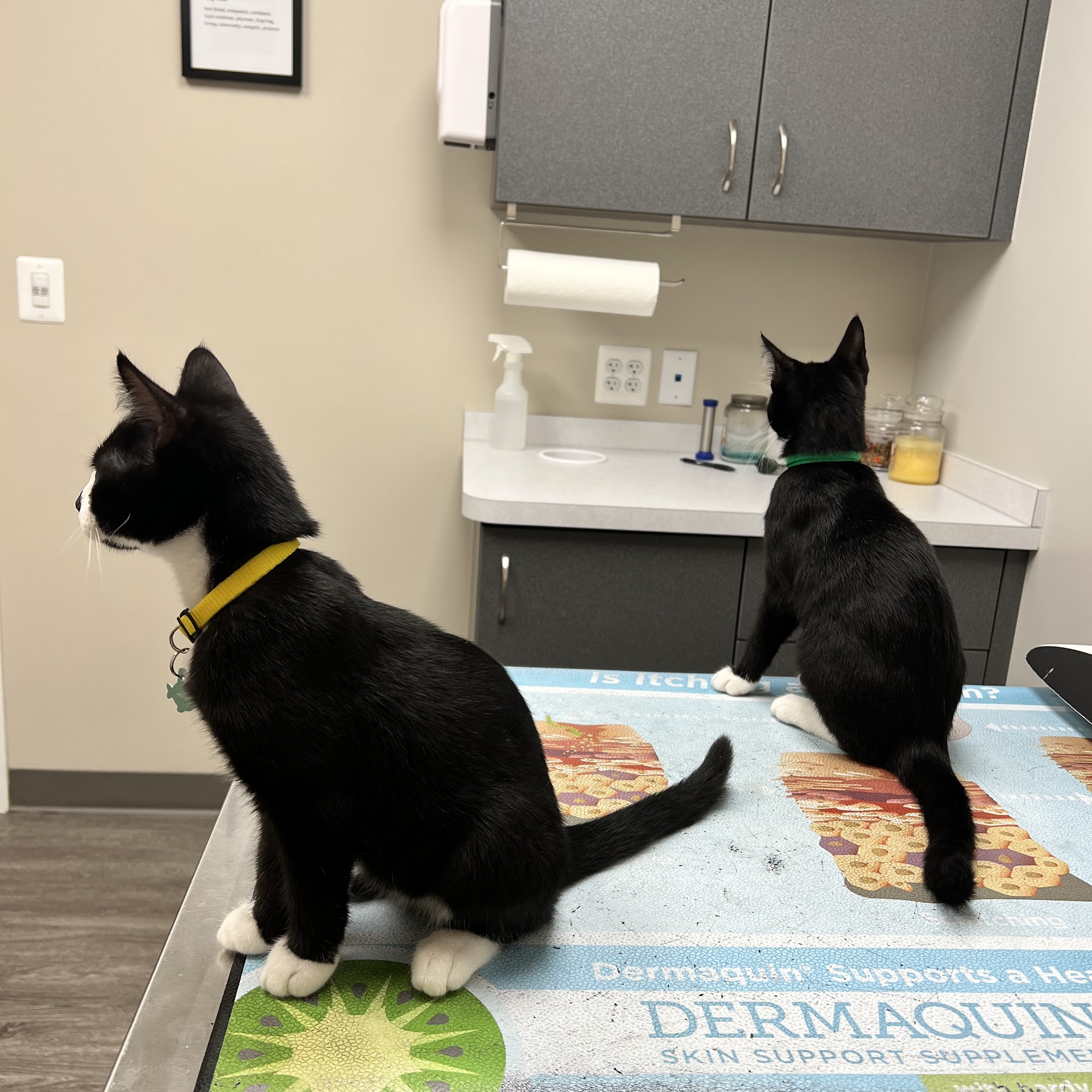 Hampstead Veterinary Center LLC Hampstead