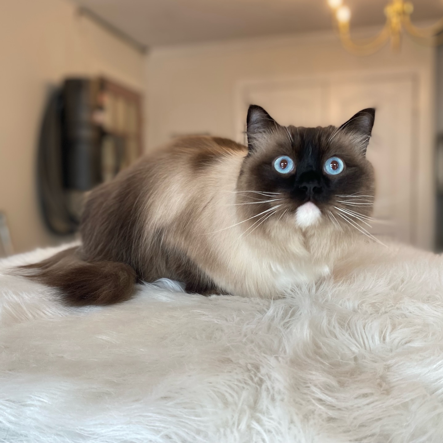 Summer Meadows Pet Spa Hampstead