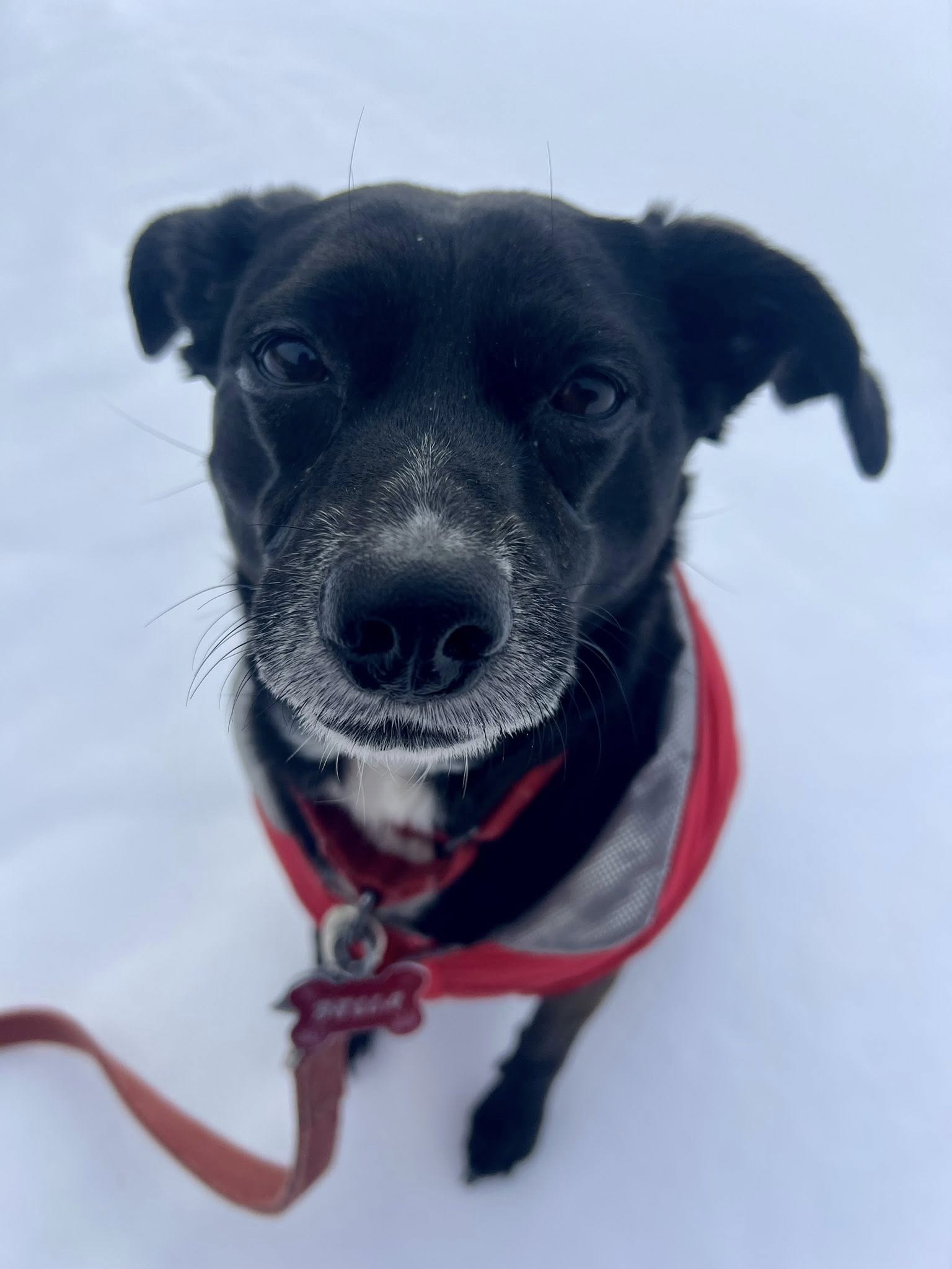 Lucky Stars Country Kennels Hampstead