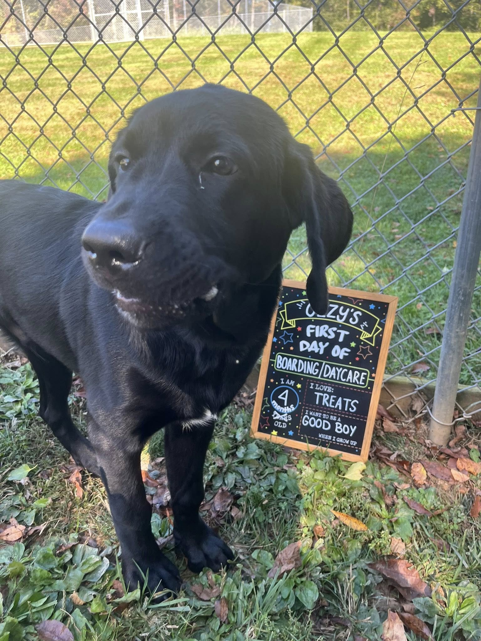 Lucky Stars Country Kennels Hampstead