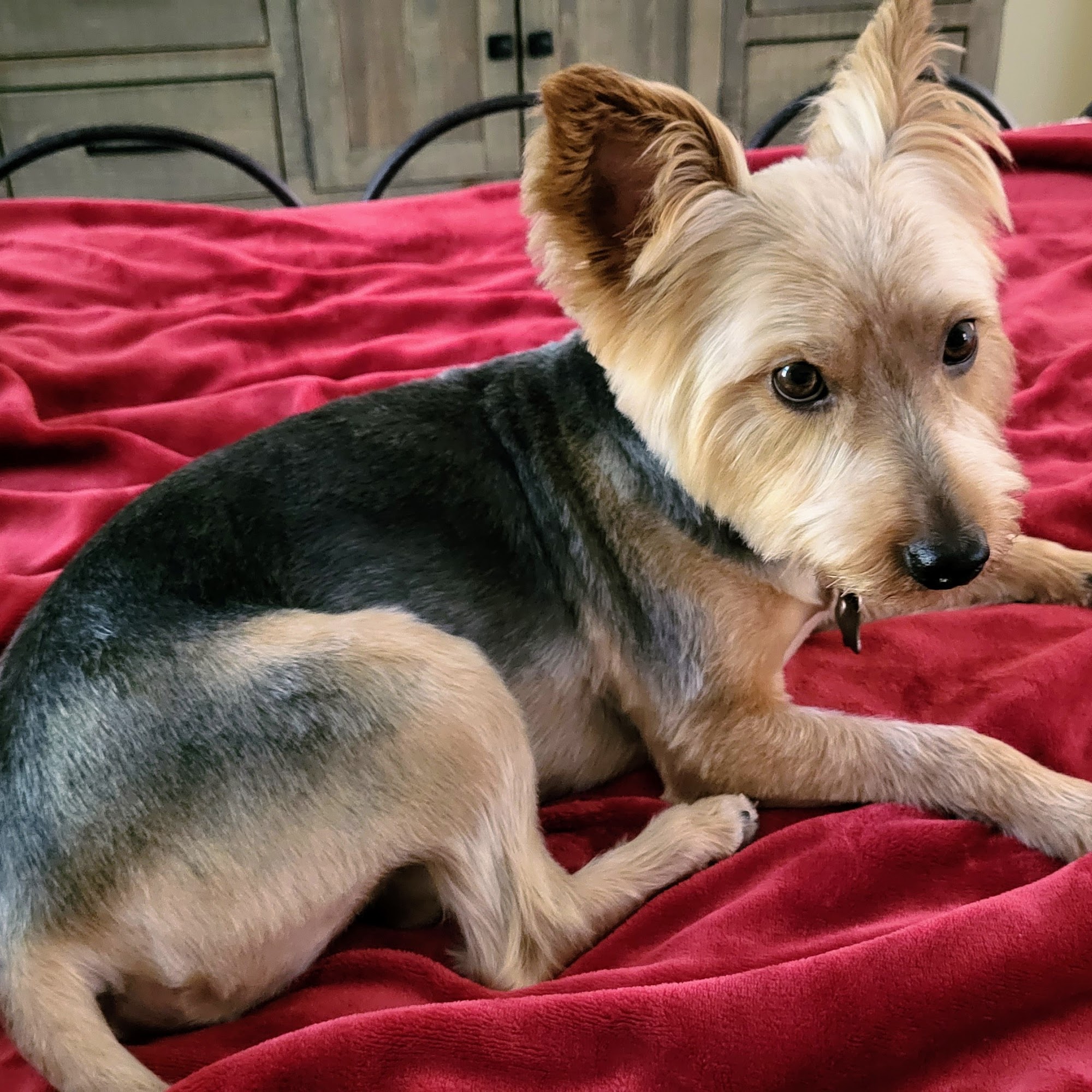 A Country Pup Pet Spa Hampstead